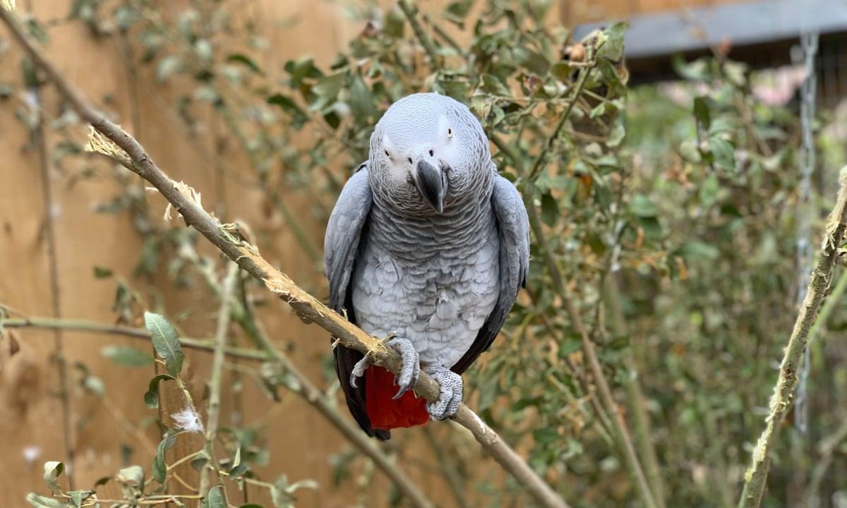 1200x720 Swearing parrots separated after telling folk where to go