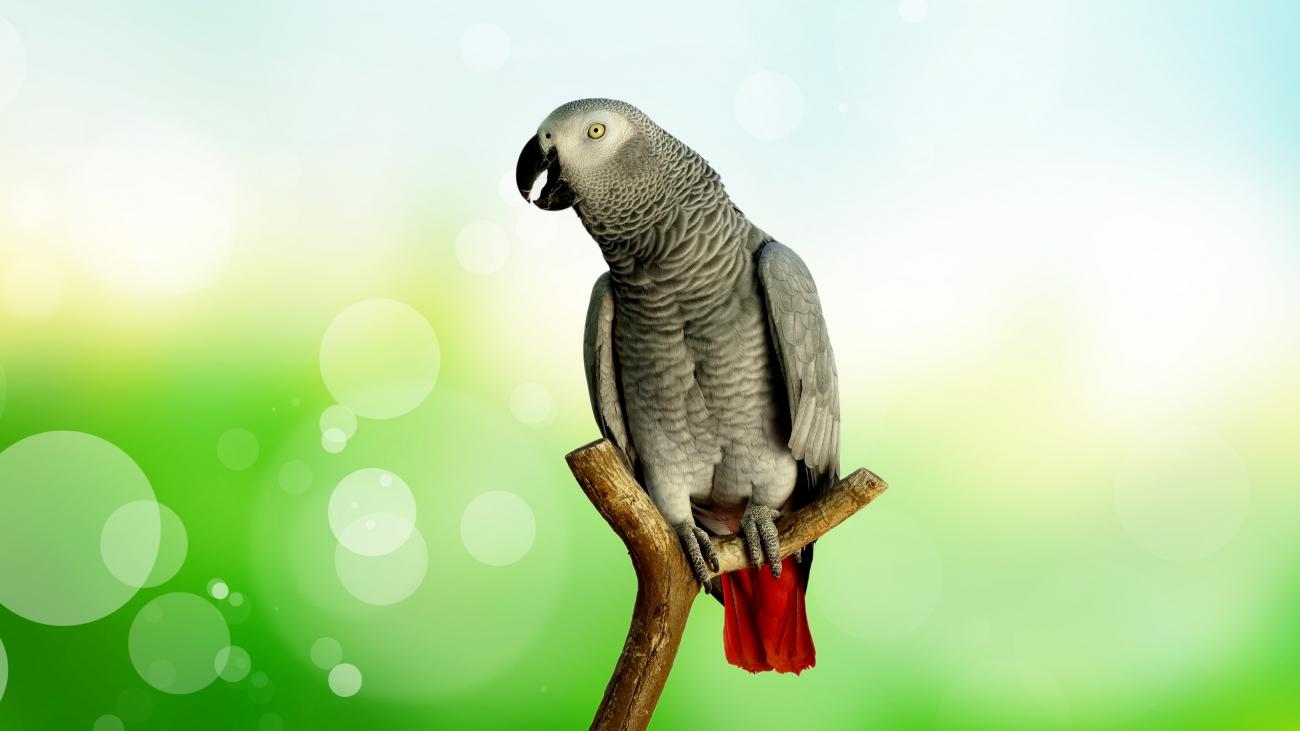 1300x731 African Grey Parrot 4K Wallpaper