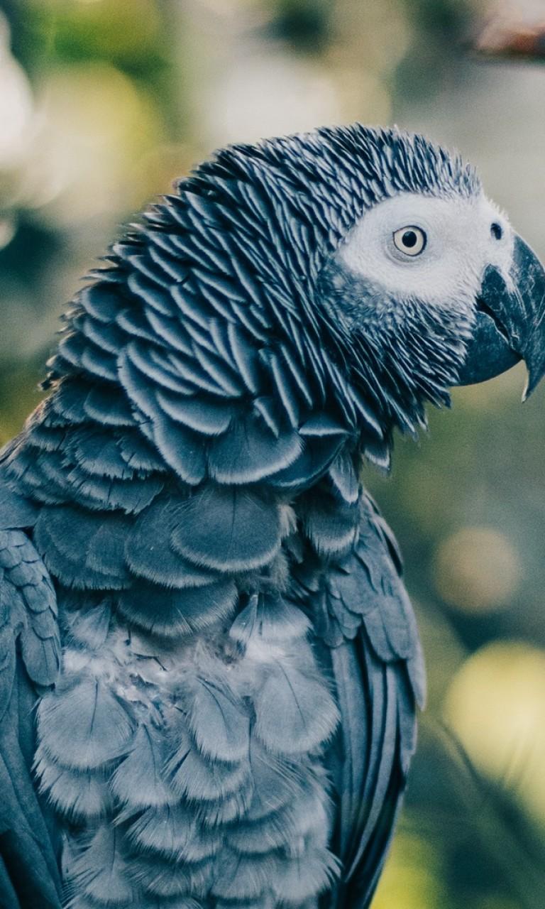768x1280 Gray parrot HD Wallpaper 768x1280