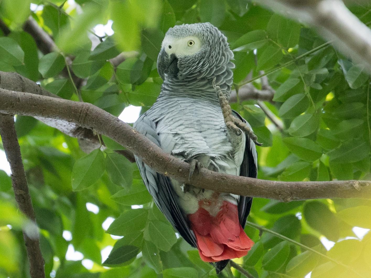 1415x1061 Gray Parrot