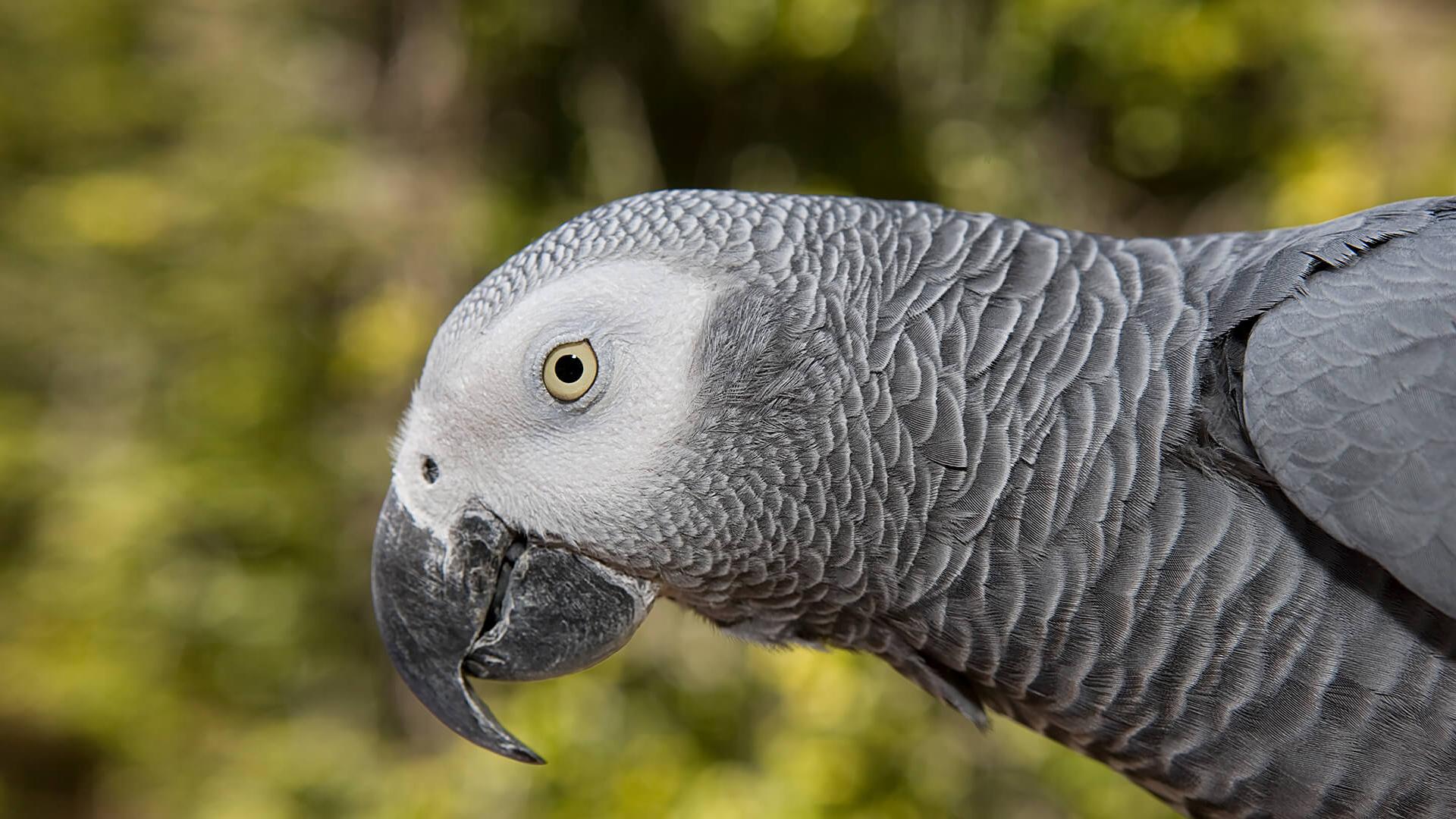 1920x1080 Parrot. San Diego Zoo Animals & Plants