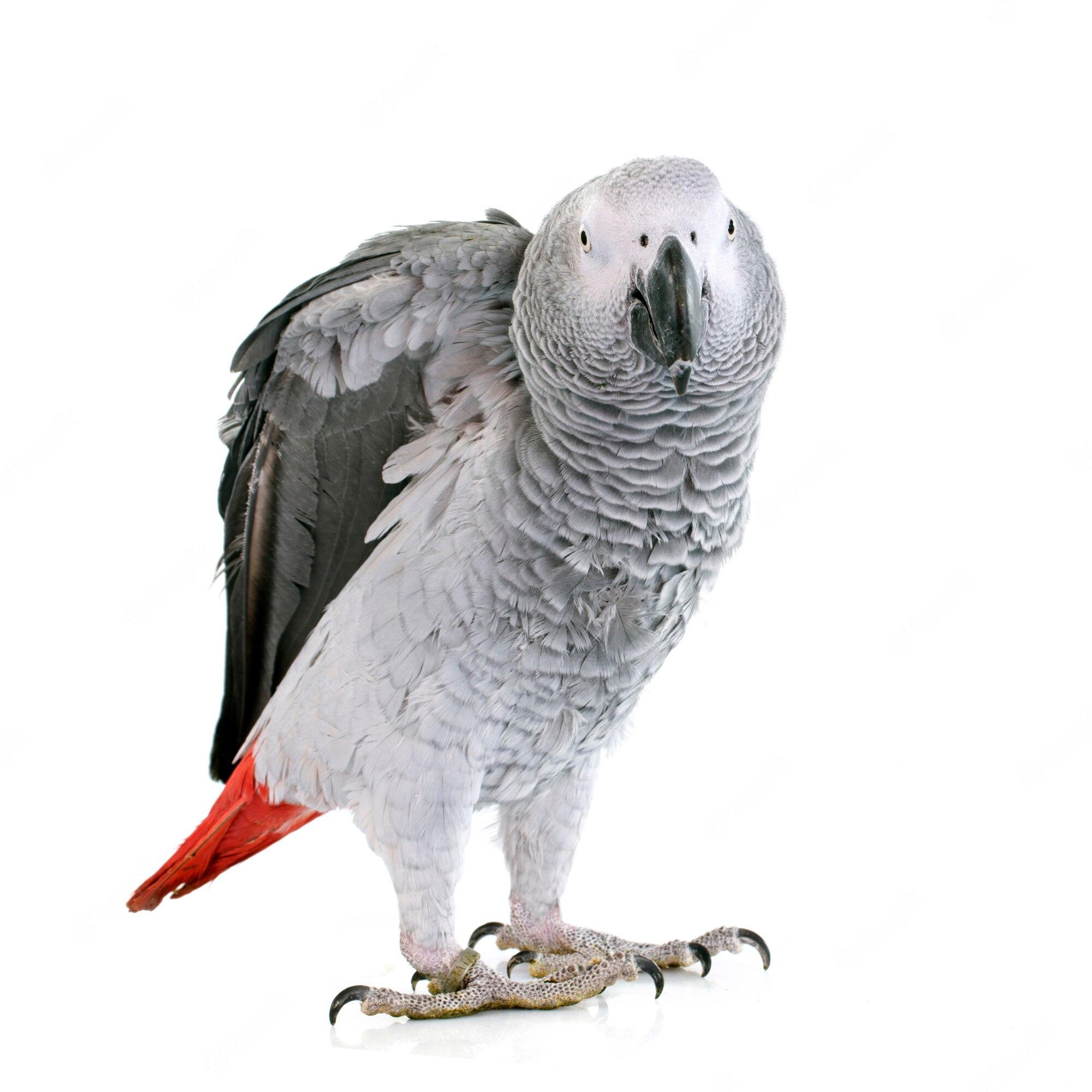 2000x2000 Grey parrot Image. Free Vectors, & PSD