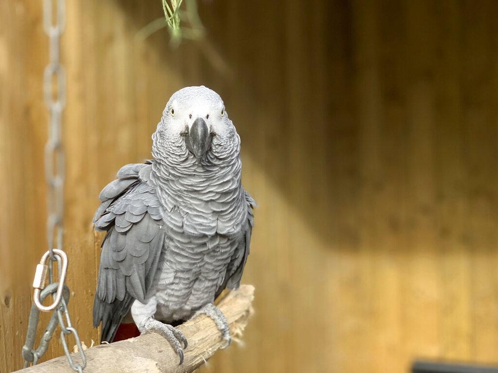 1024x768 Gray parrots separated at zoo after swearing streak