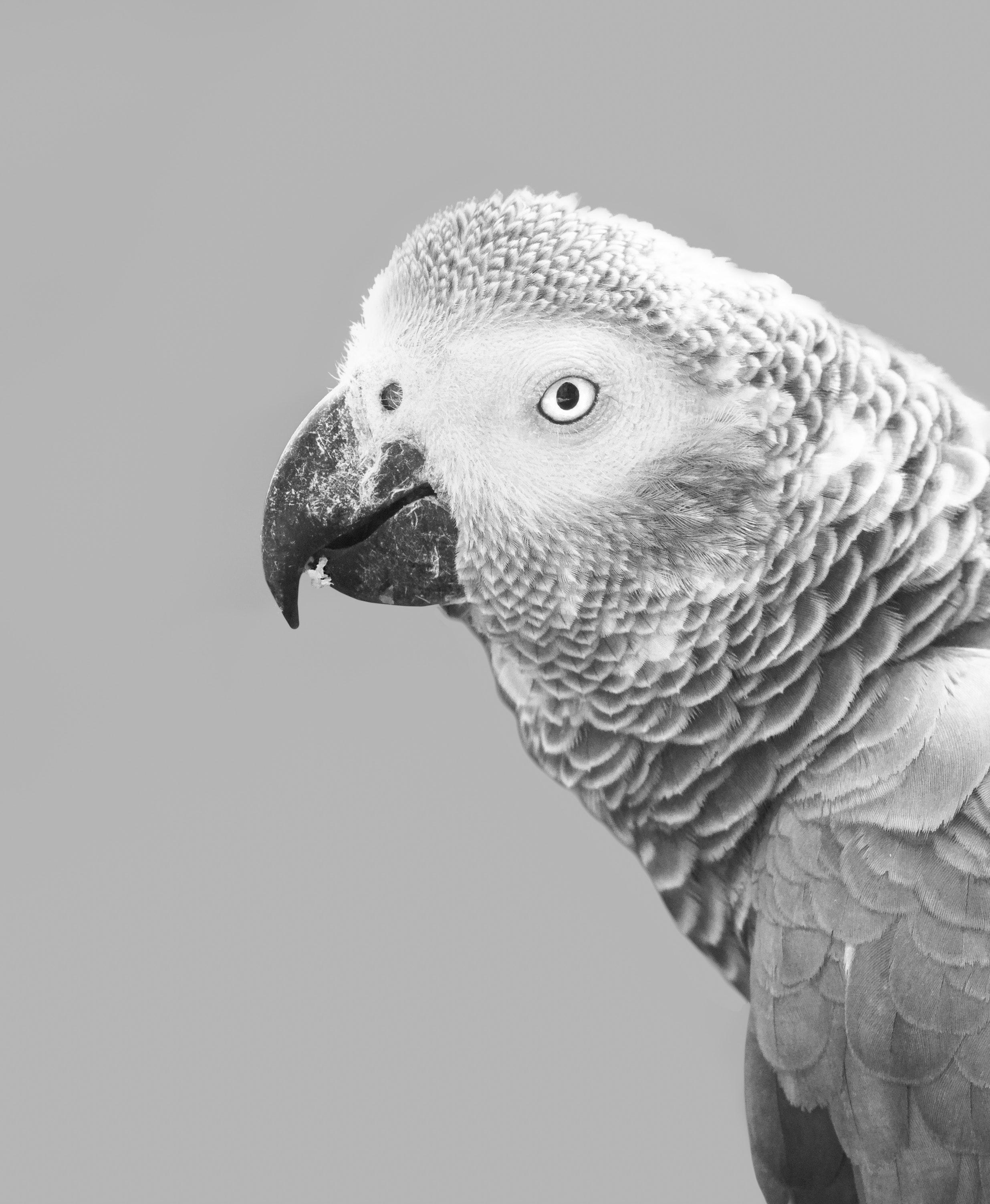 2471x3006 African Grey Parrot Photo, Download Free African Grey Parrot & HD Image