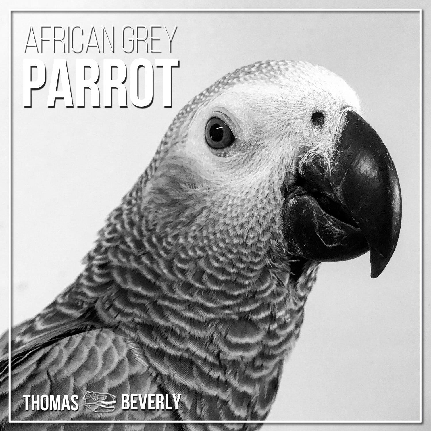 1500x1500 SD22 African Grey Parrot