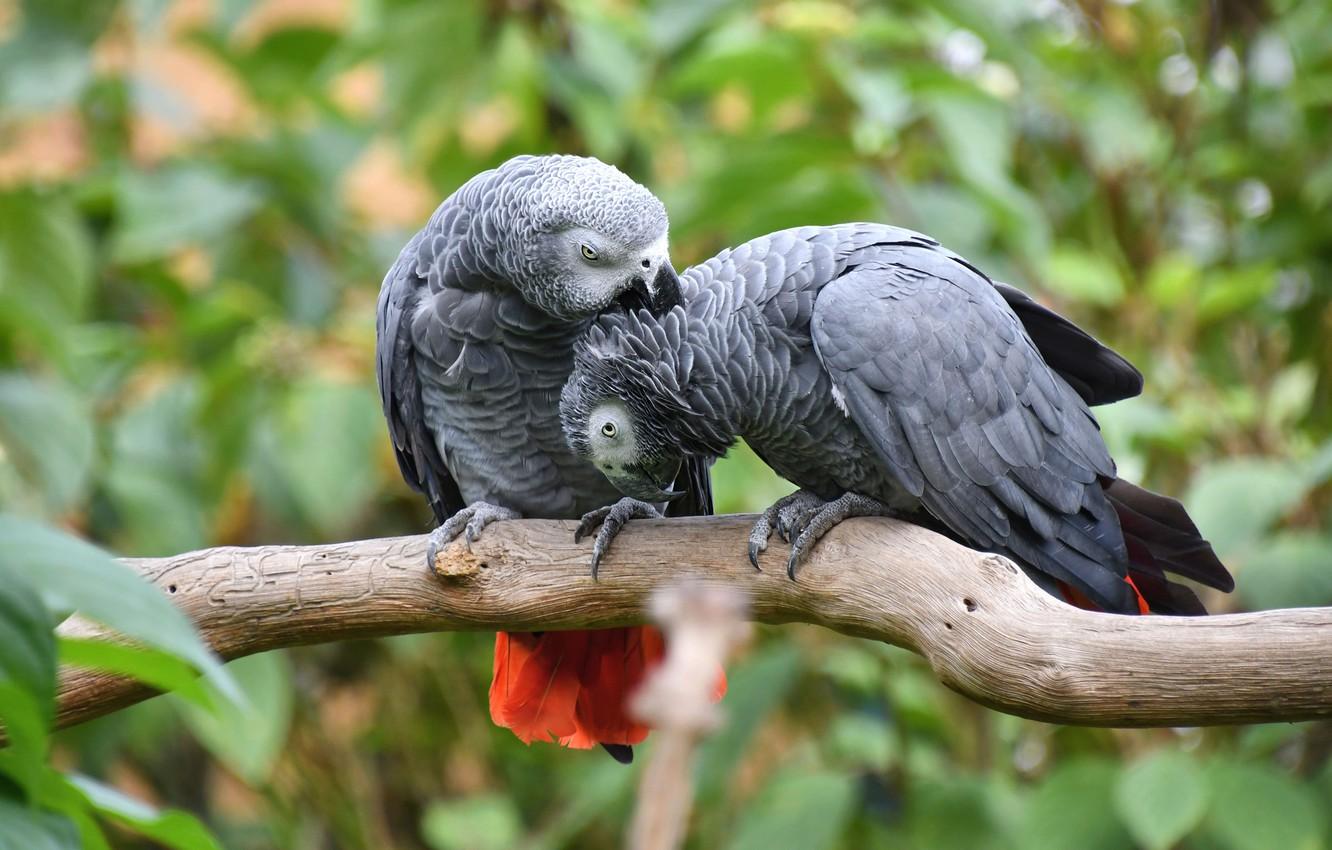 1332x850 Wallpaper birds, pose, foliage, parrot, pair, parrots, grey, a couple, Duo, two, bitches, Jaco image for desktop, section животные
