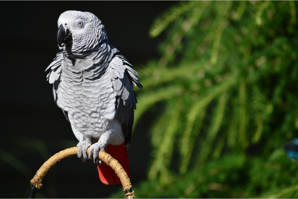1200x800 What Is The Lifespan Of An African Grey Parrot? Parrot Refuge