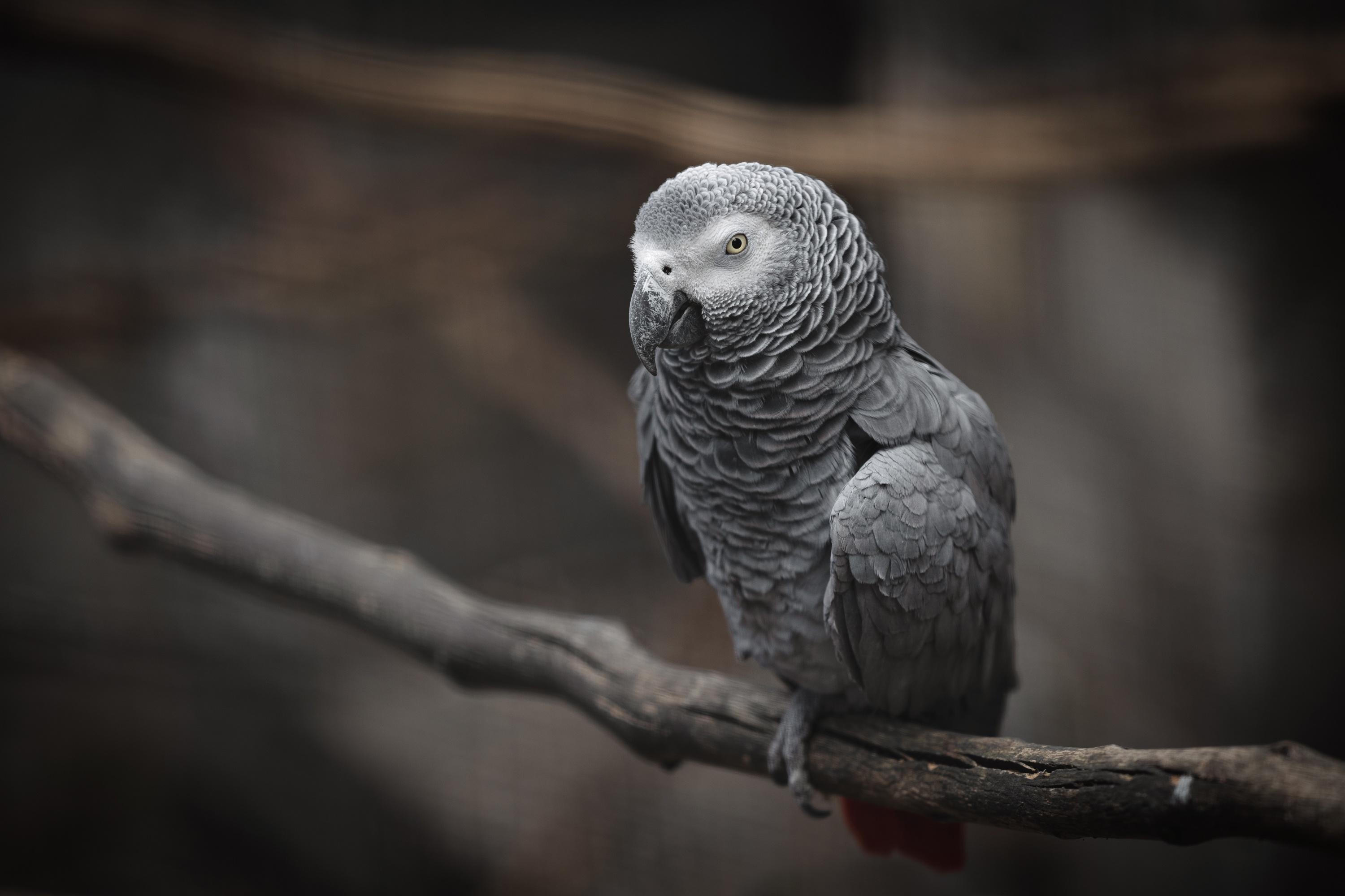 African Grey Parrot Wallpapers - Top Free African Grey Parrot ...