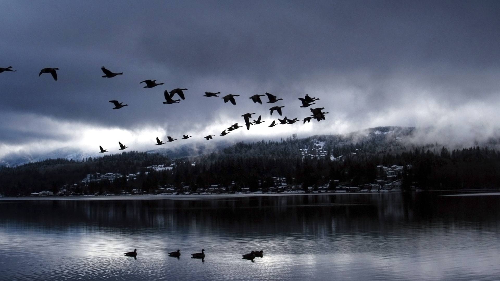 1920x1080 Goose Never Settle 1080P Laptop Full HD Wallpaper, HD Animals 4K Wallpaper, Image, Photo and Background