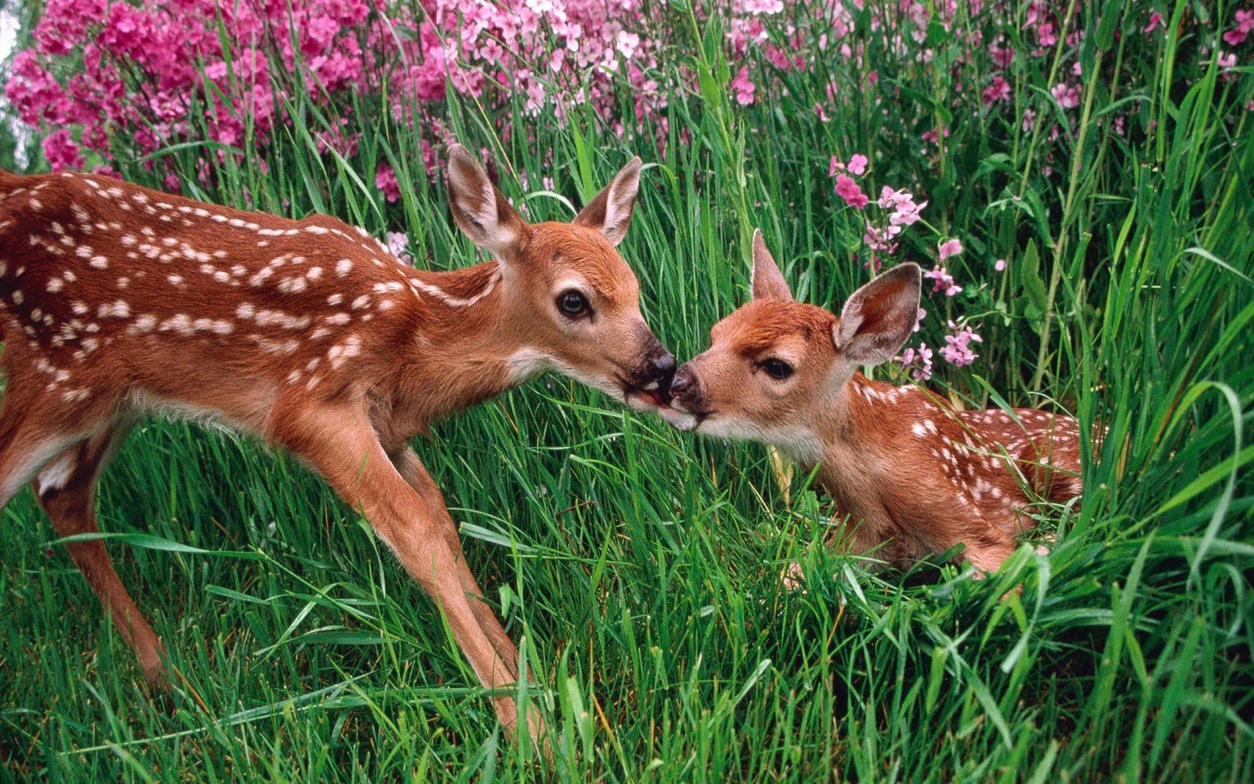 2560x1600 Two Little Deer Grass Flowers Wallpaper HD 2560x1600. Spring animals, Animals, Baby animals