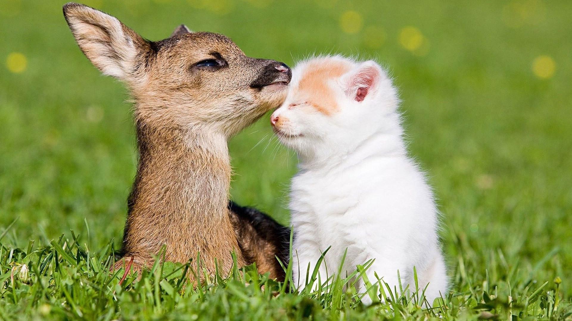 1920x1080 Cute Fawns (Baby Deer)