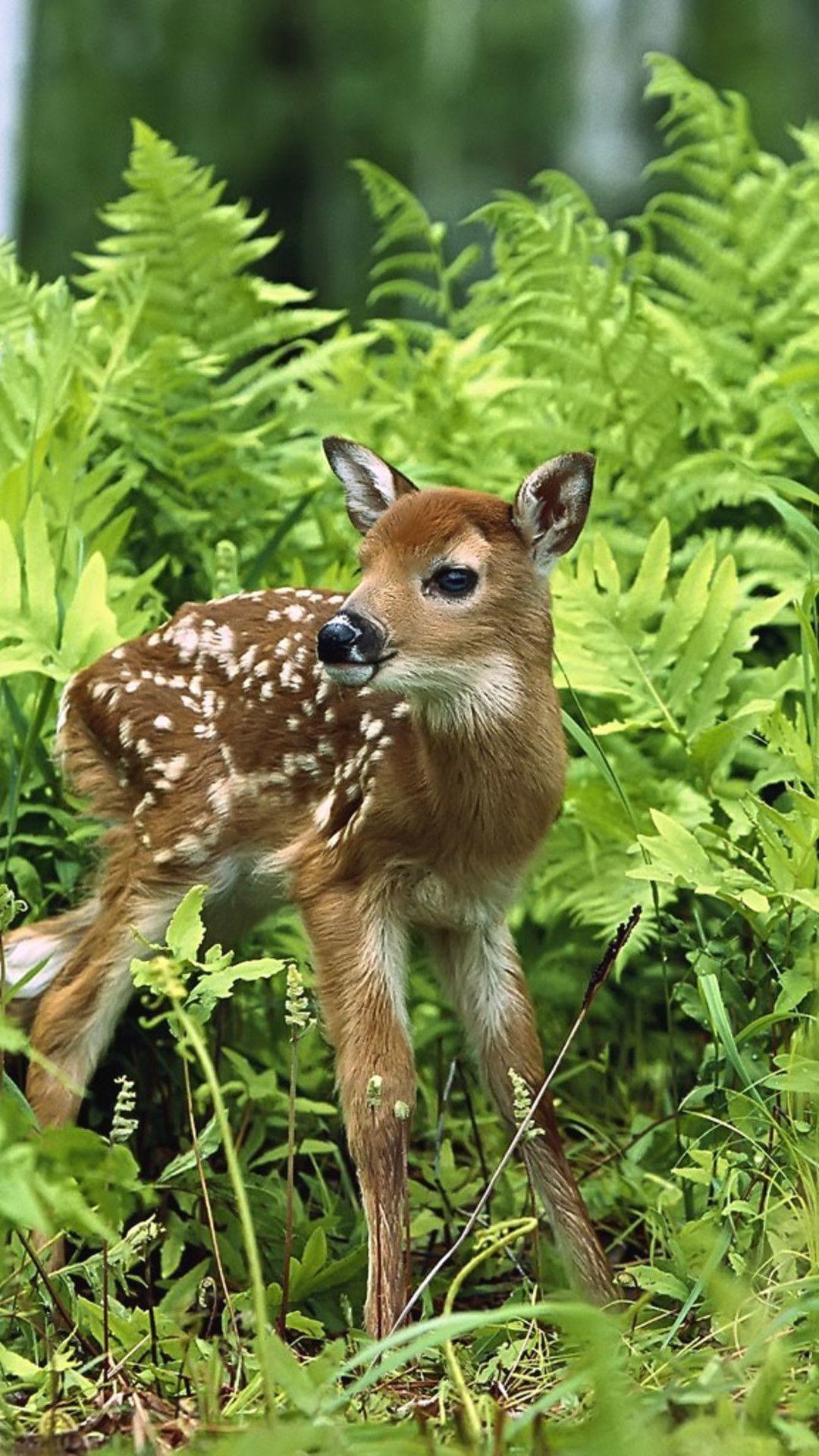 1080x1920 Cute Animals Baby. Wild animal wallpaper, Animals beautiful, Cute animals