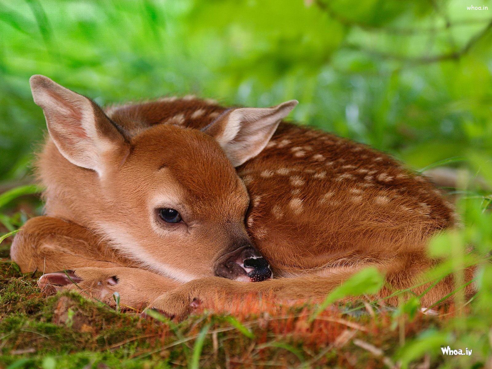 Cute Baby Deer Wallpapers Top Free Cute Baby Deer Backgrounds