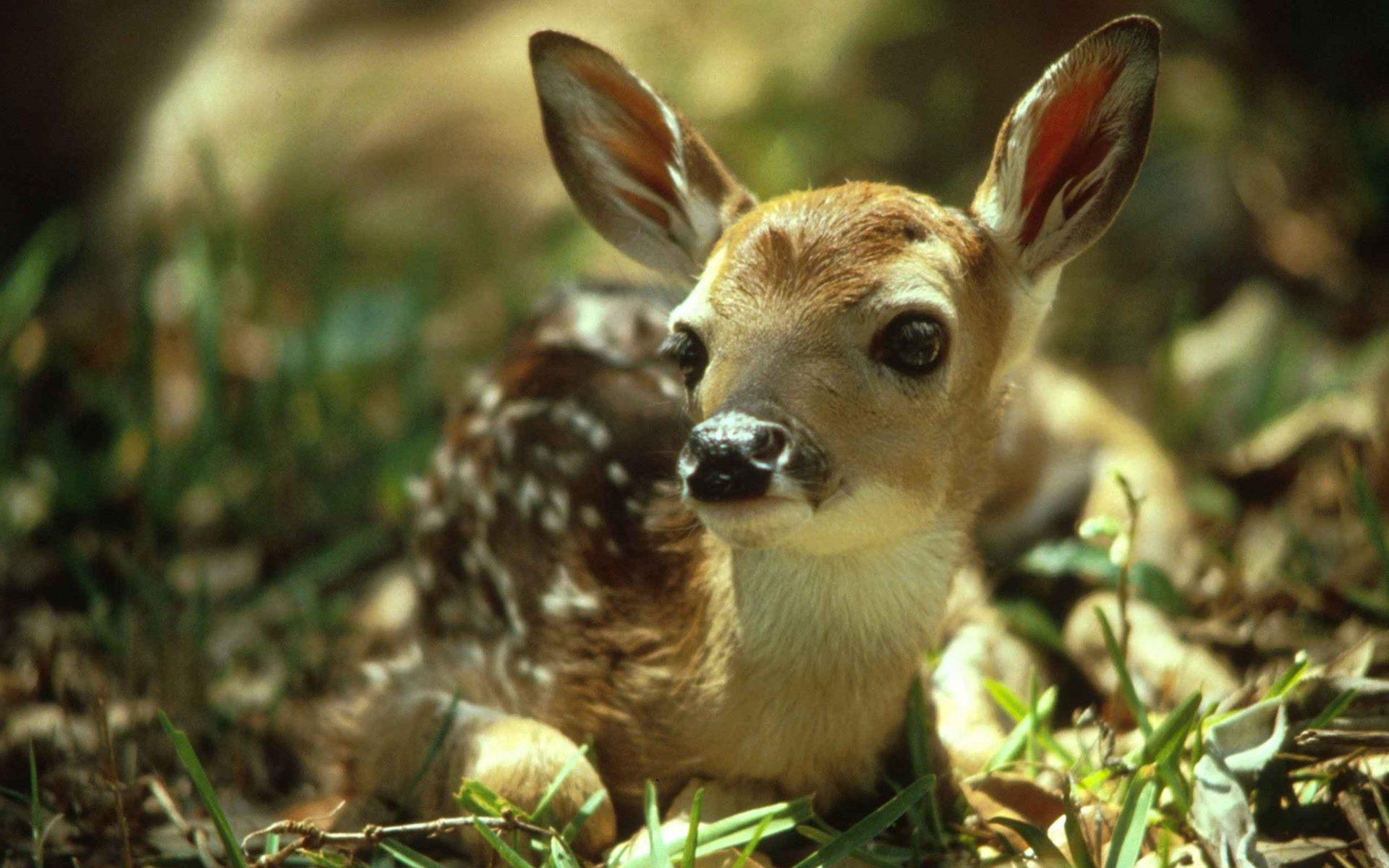 1920x1200 Cute Baby Deer HD Wallpaper