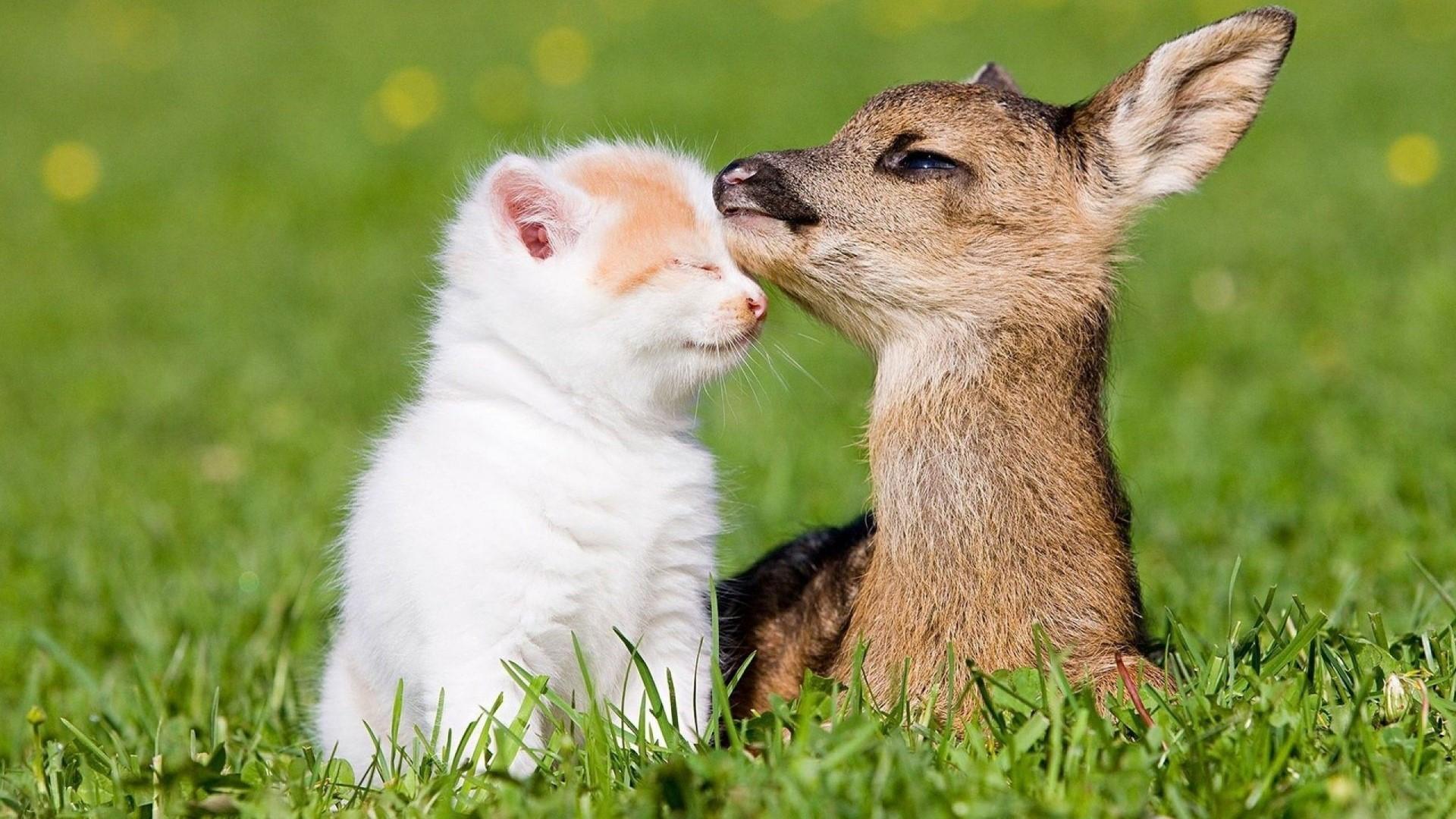 1920x1080 HD Baby Deer and Baby Kitten Gallery HD Wallpaper