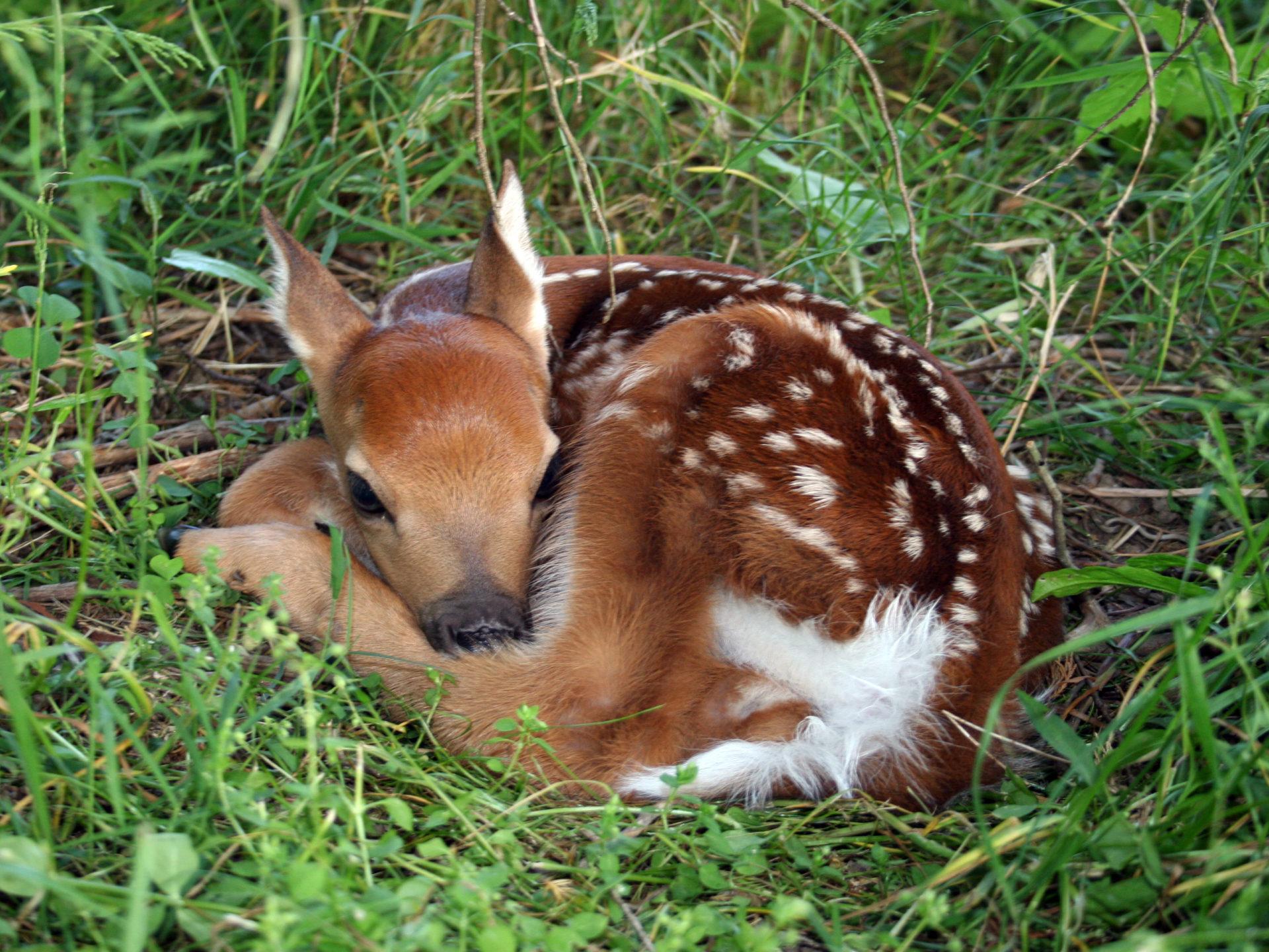 1920x1440 Baby Deer HD Wallpaper 59207 :