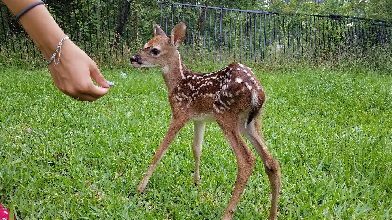 1280x720 Most Funny and Cute Baby Deer Videos Compilation (2018)