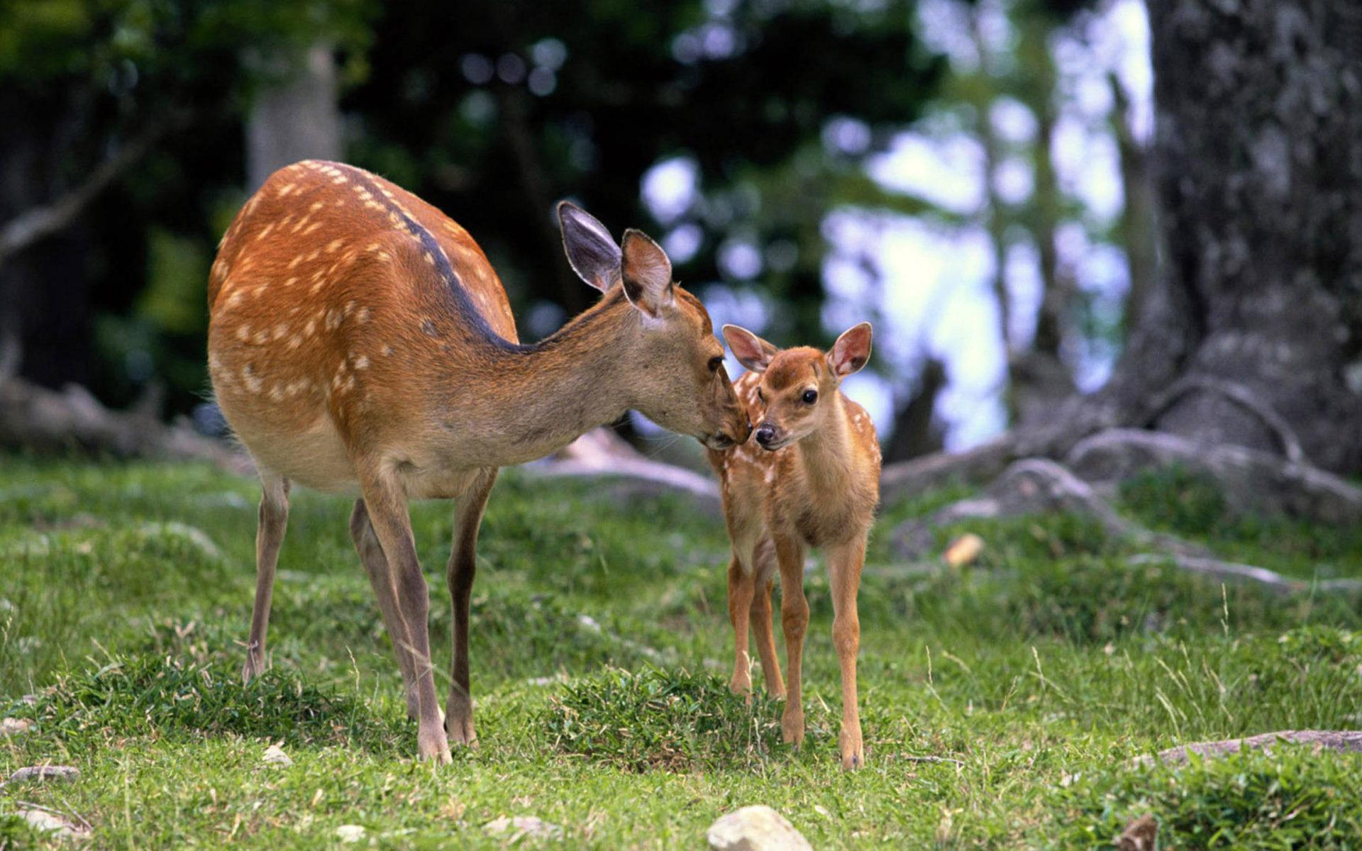 1920x1200 Deer Baby Picture :