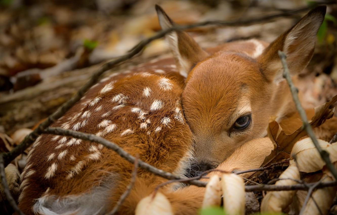 Cute Baby Deer Wallpapers - Top Free Cute Baby Deer Backgrounds ...