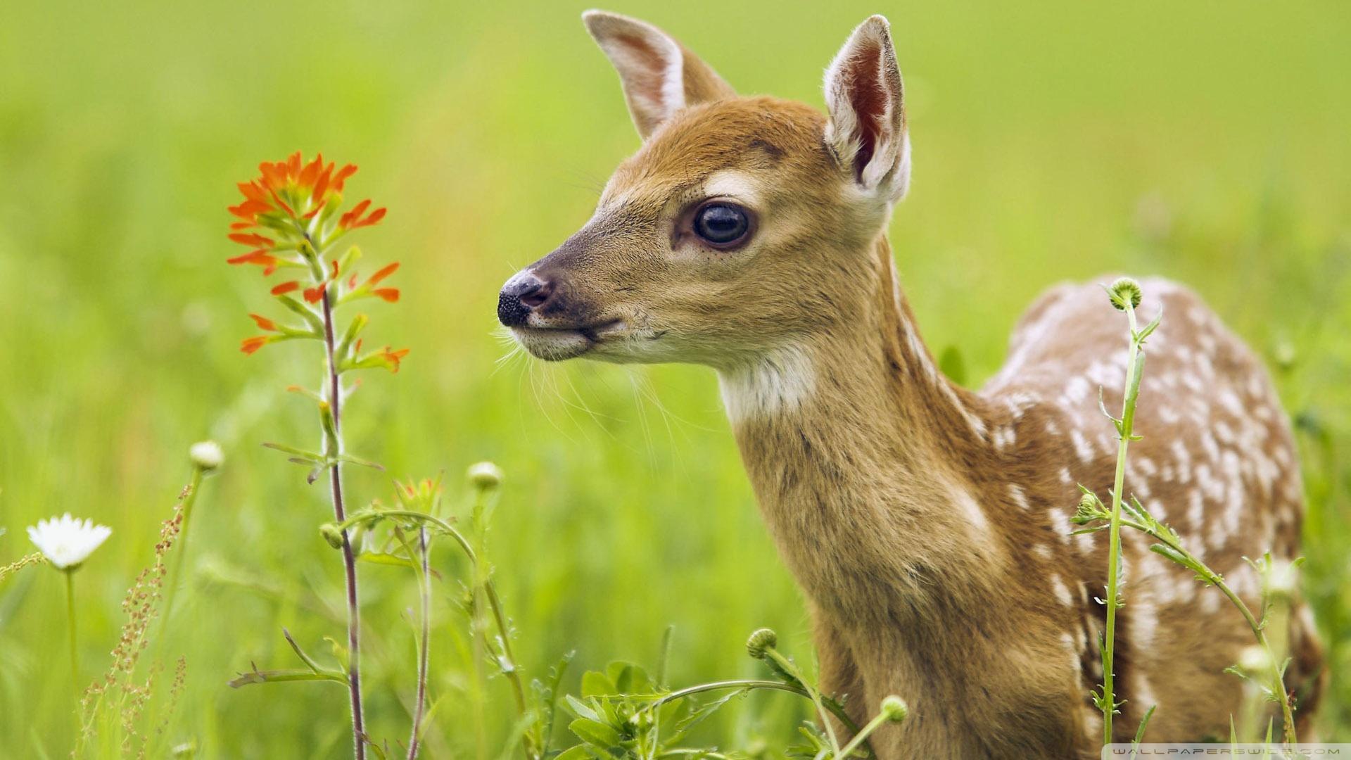 1920x1080 Scared Baby Deer Ultra HD Desktop Background Wallpaper for 4K UHD TV : Tablet