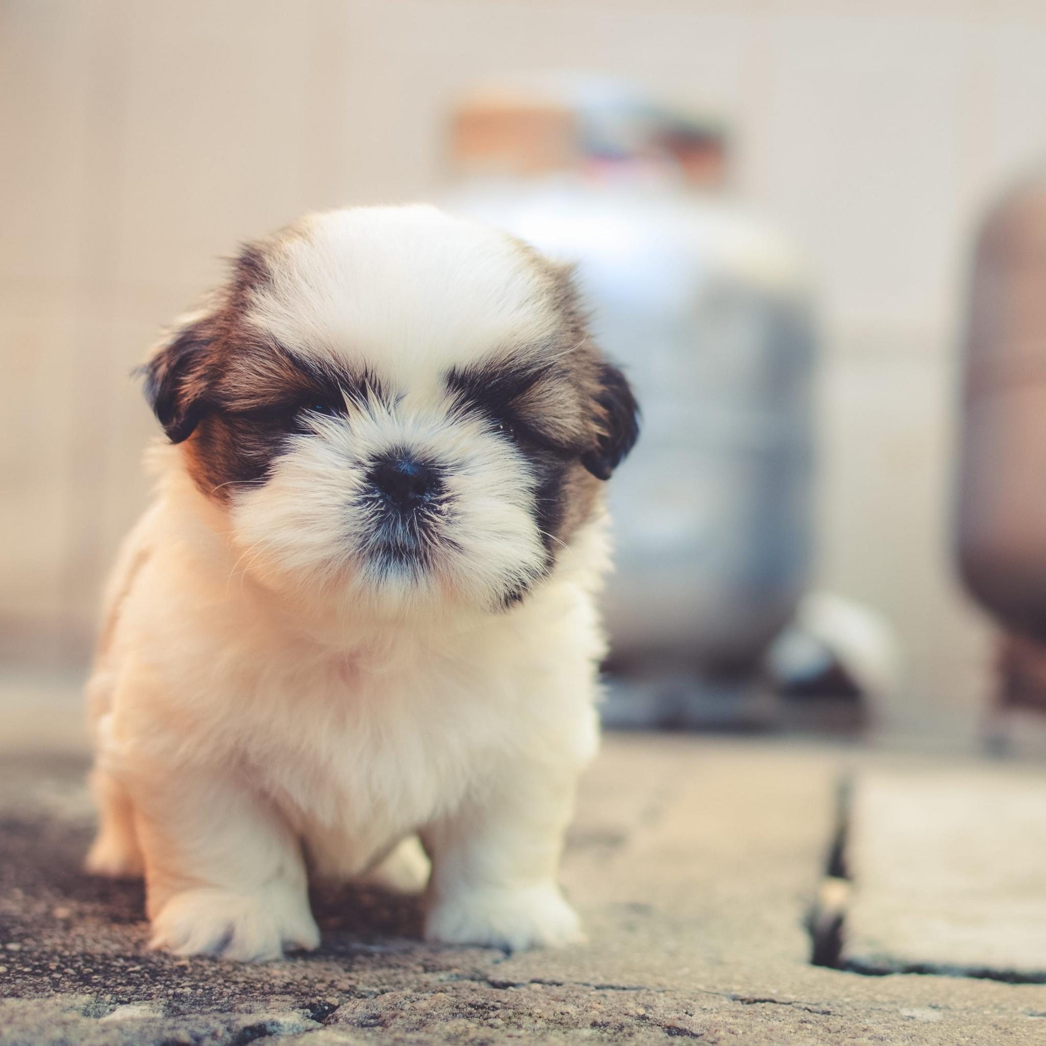 2048x2048 Cute puppies Wallpaper 4K, Saint Bernard, Cute dog, Adorable