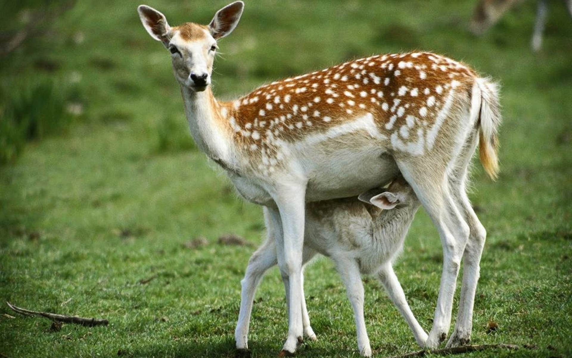 Cute Baby Deer Wallpapers Top Free Cute Baby Deer Backgrounds