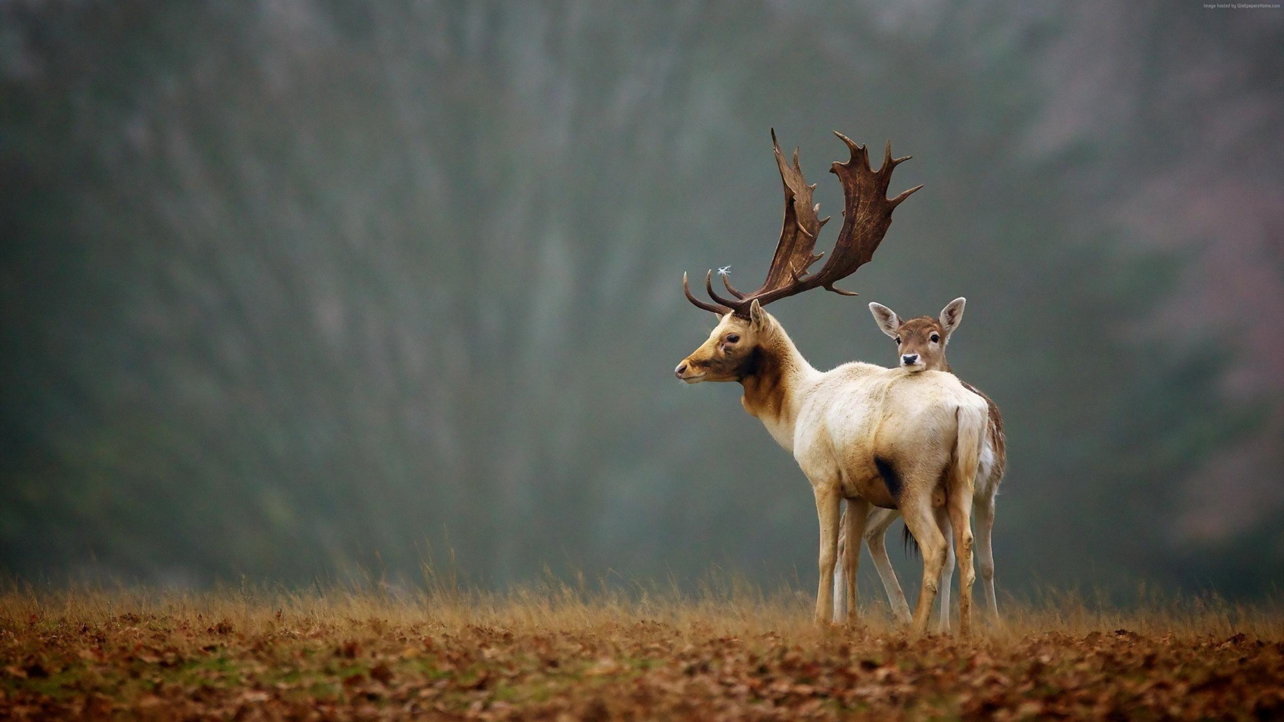 2560x1440 Wallpaper / deer, cute animals, autumn, 4k free download