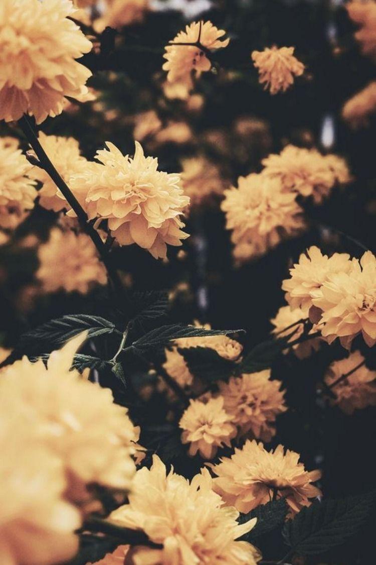 750x1125 Aesthetic iPhone 11 Wallpaper