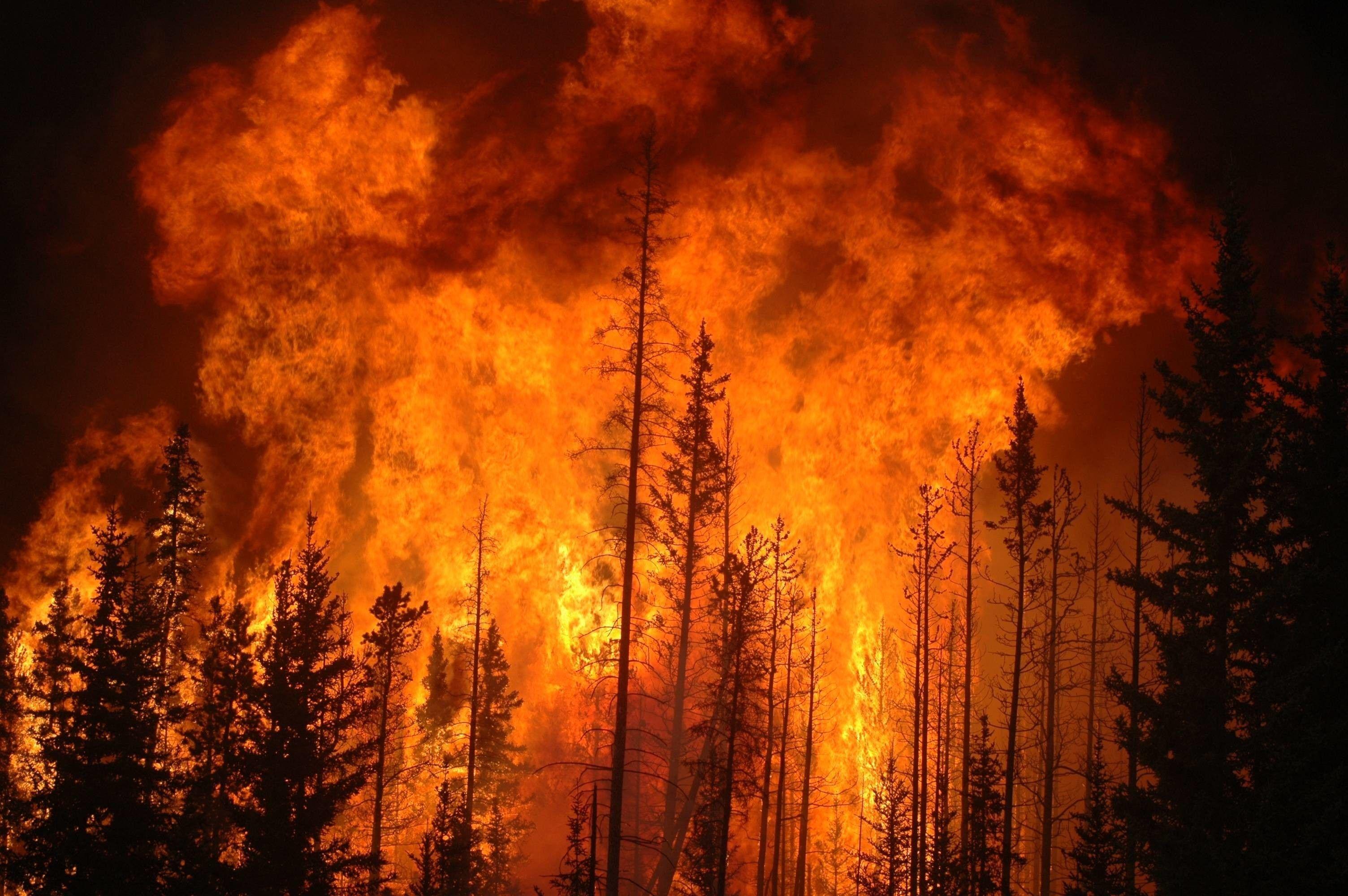 3008x2000 Forest Fire 4k Wallpaper