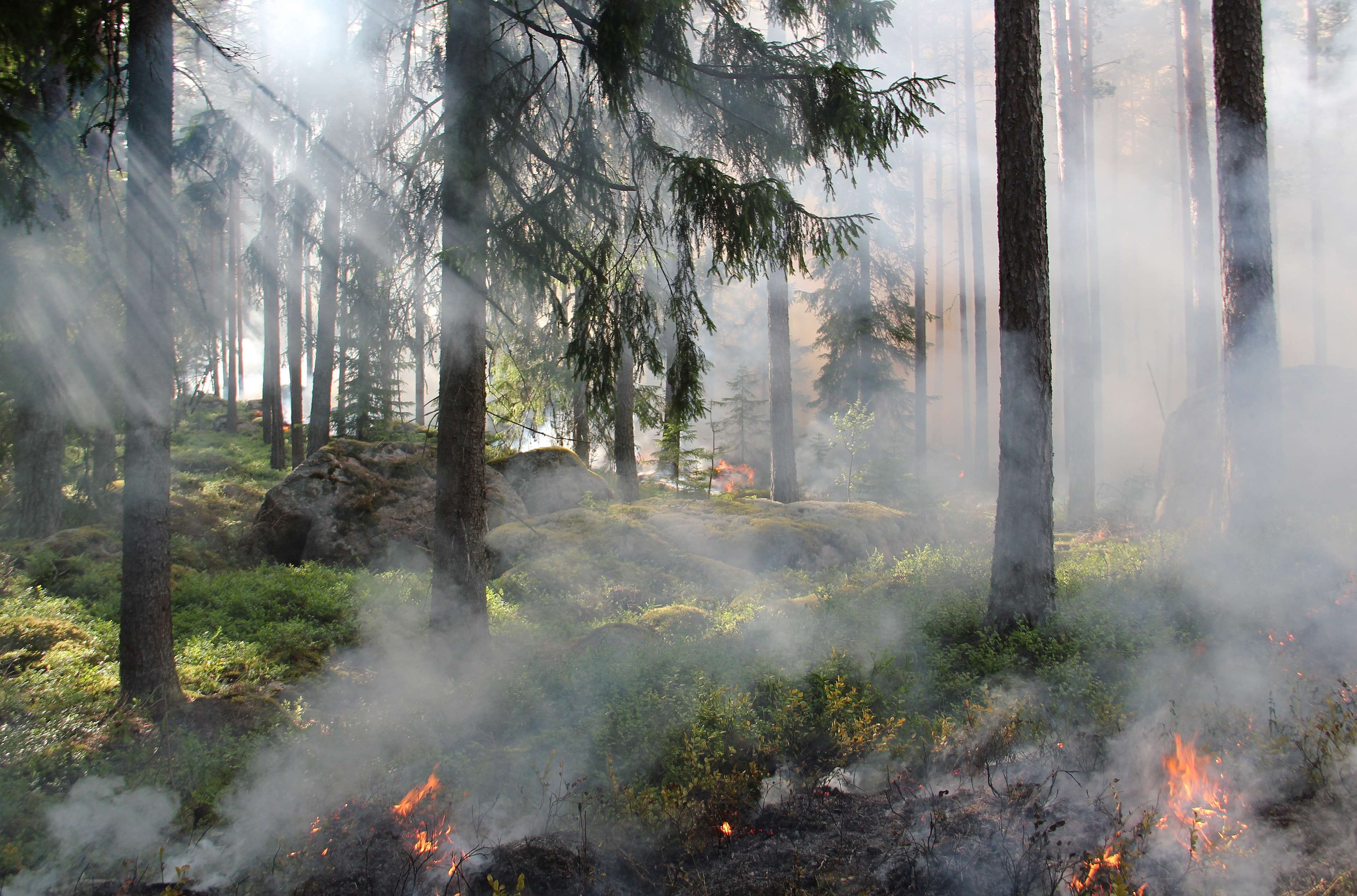 3840x2537 burning, fire, forest, forest fire, rocks, smoke, trees 4k Gallery HD Wallpaper