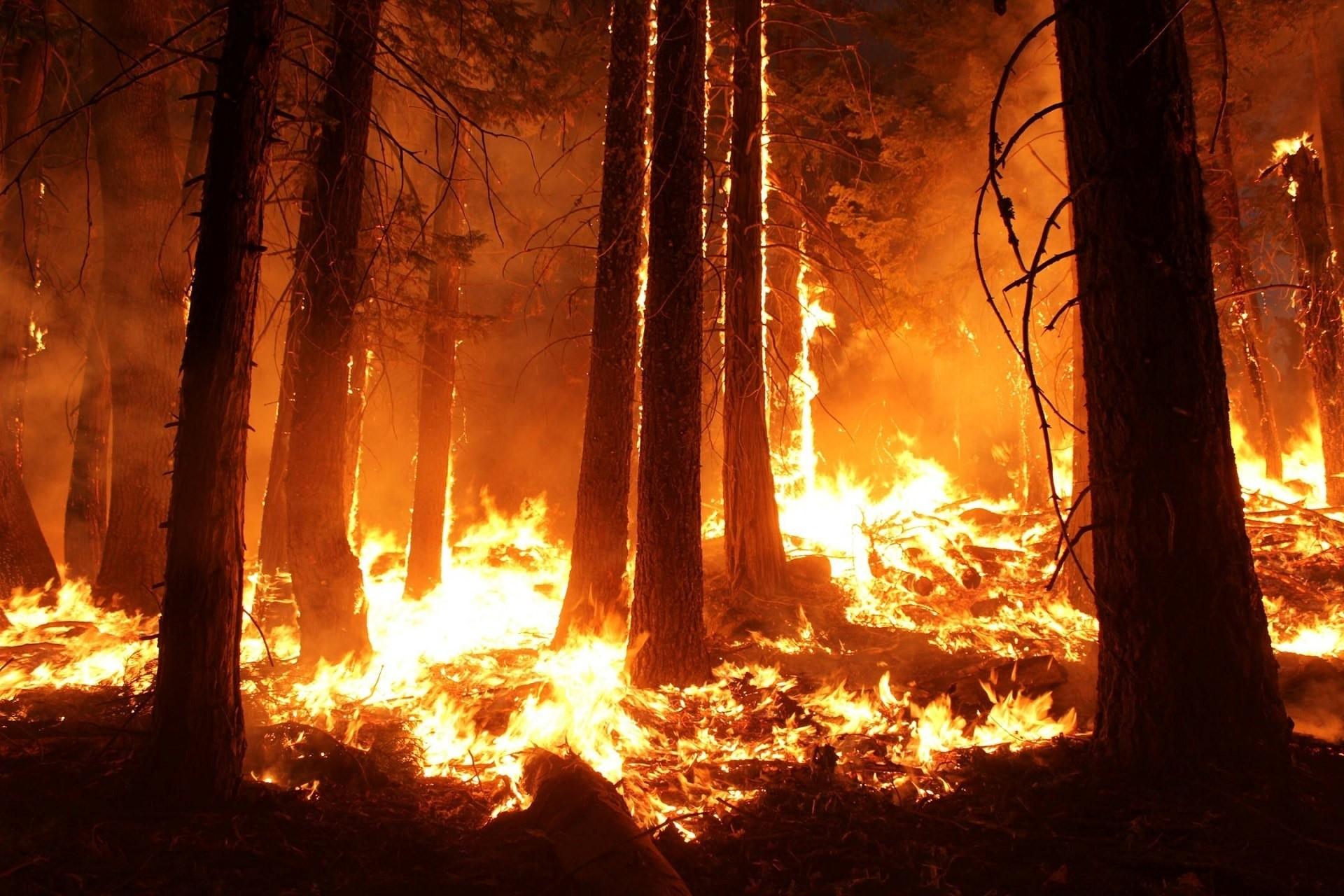 1920x1280 Forest Fire Wallpaper
