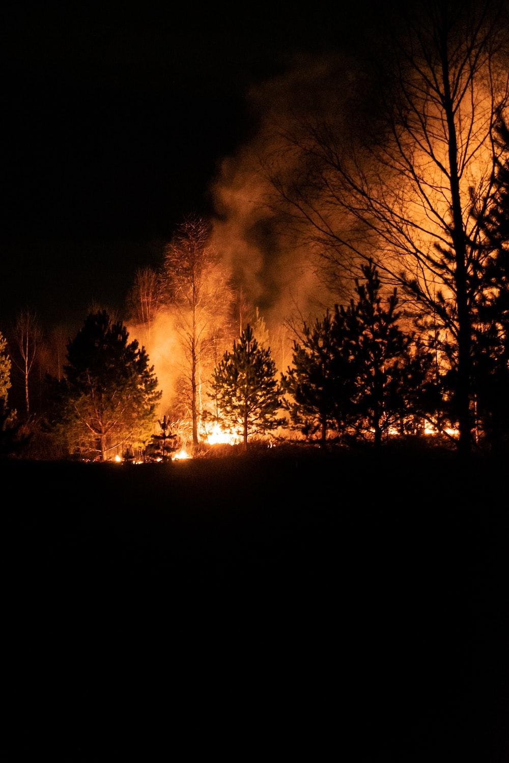 1000x1497 Forest Fire Picture [HD]. Download Free Image