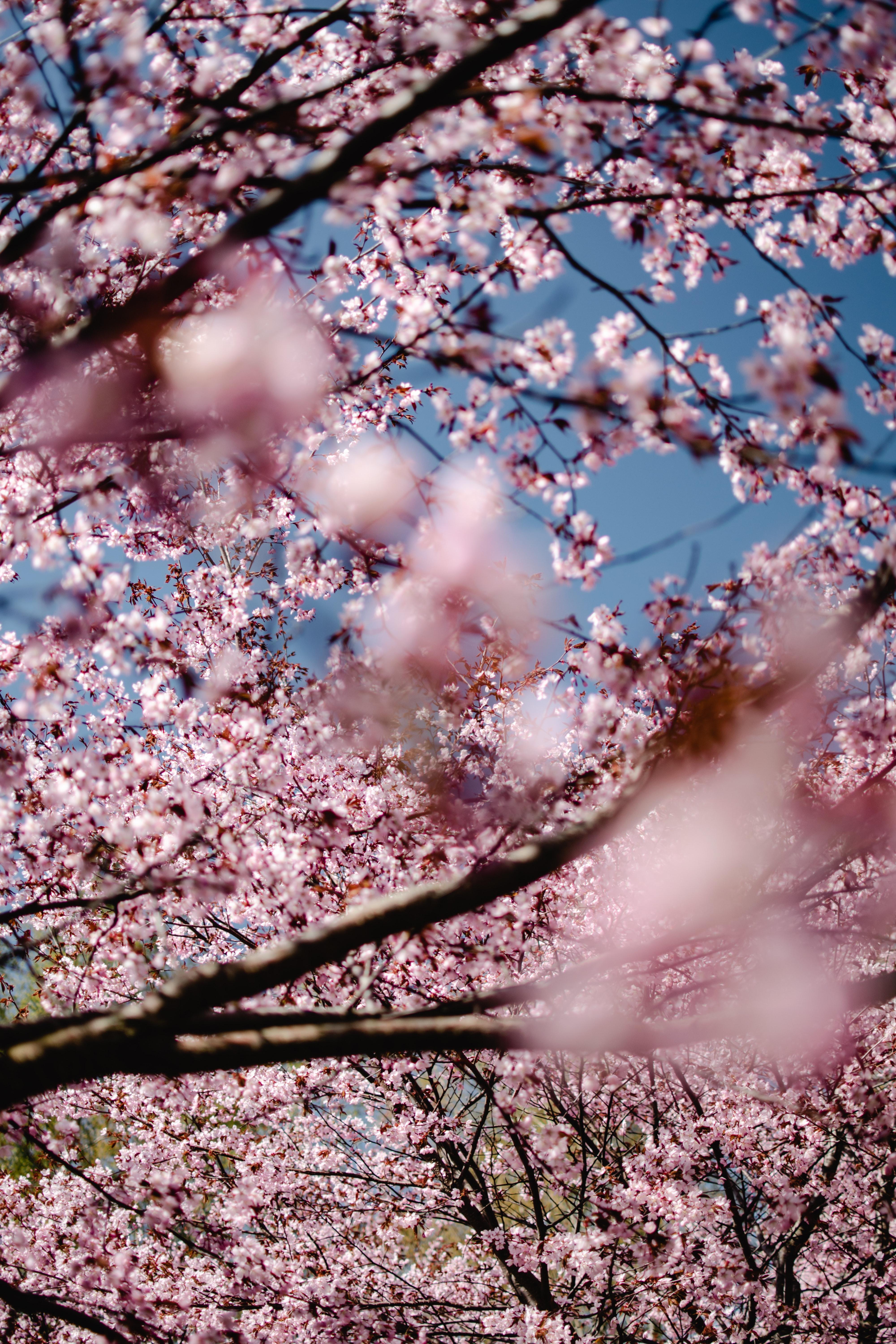 4000x6000 Flowering Tree Photo, Download Free Flowering Tree & HD Image