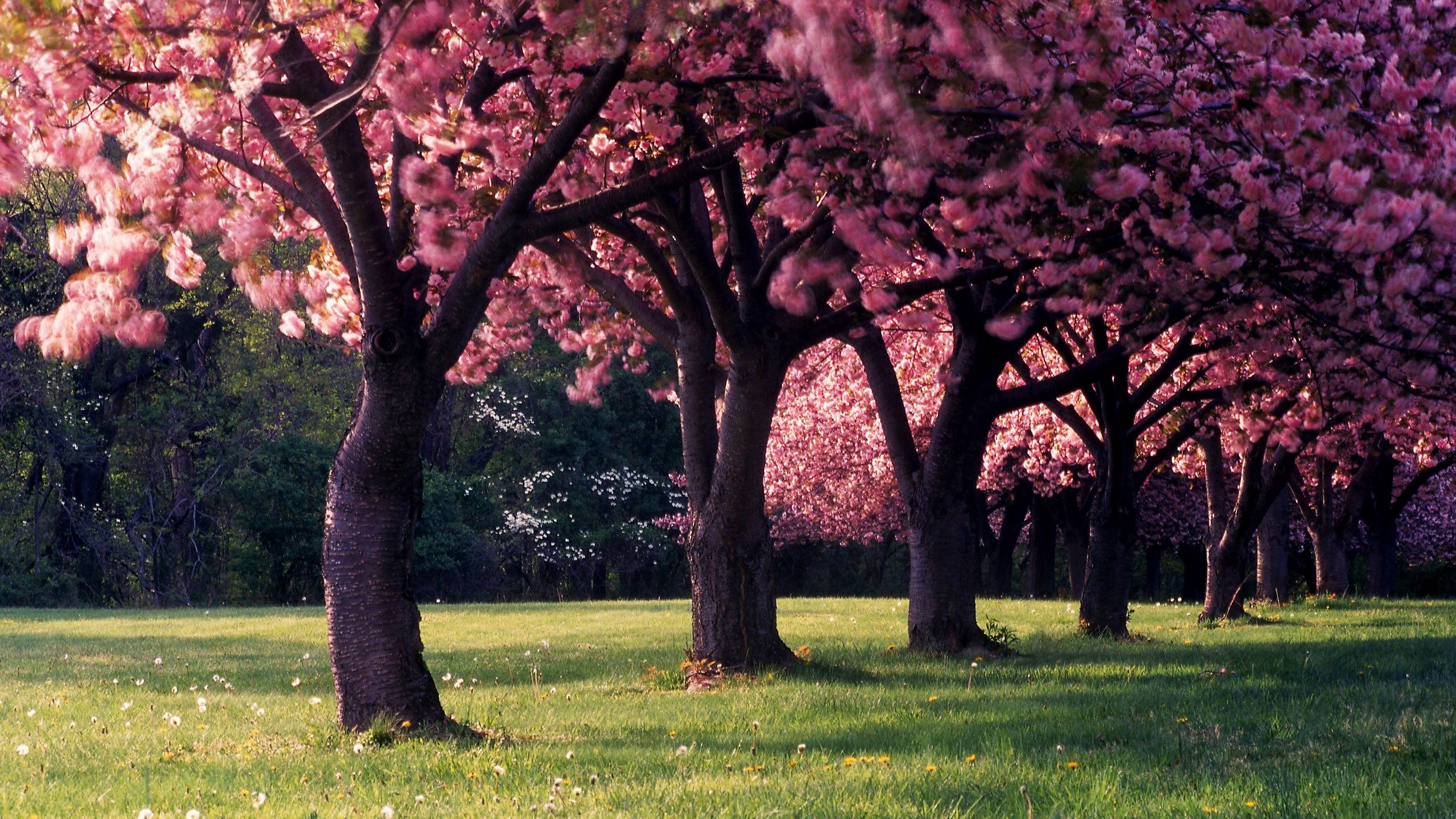Flowering Trees Wallpapers Top Free Flowering Trees Backgrounds