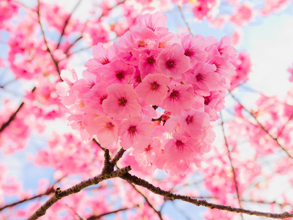 1024x768 Wallpaper pink, tree branches, cherry flowers, close up desktop wallpaper, HD image, picture, background, 0ccd14