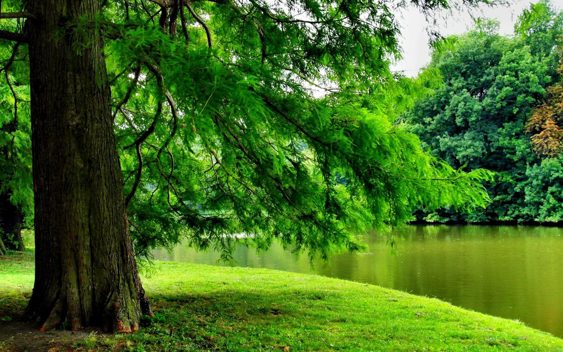 1920x1200 Green Tree over the River