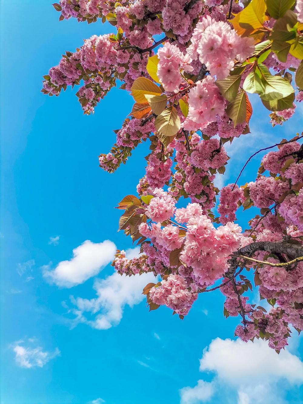 1000x1333 Pink Tree Picture. Download Free Image