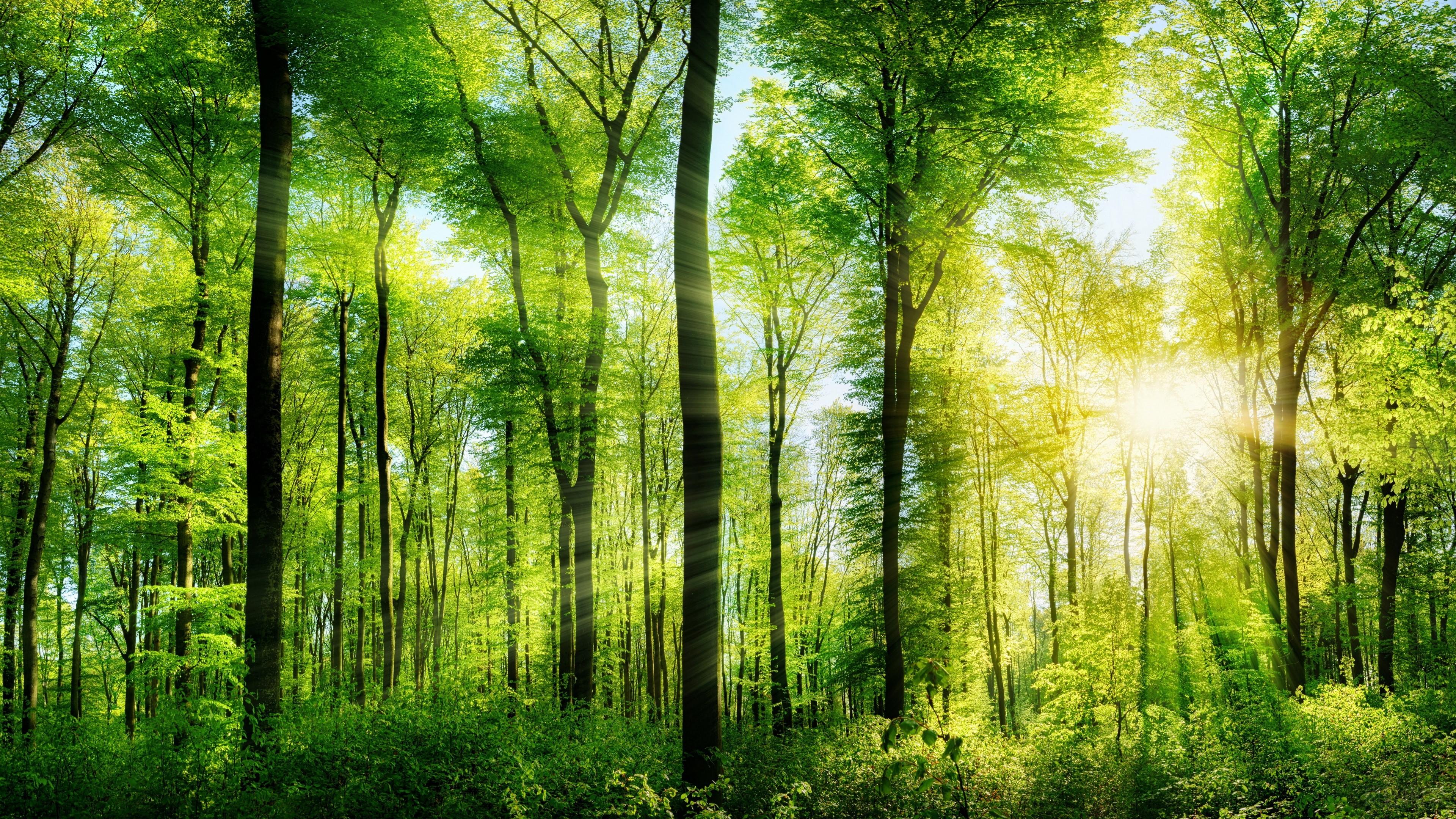 3840x2160 Forest, Green, Nature, Sunbeam, Tree 4k Gallery HD Wallpaper
