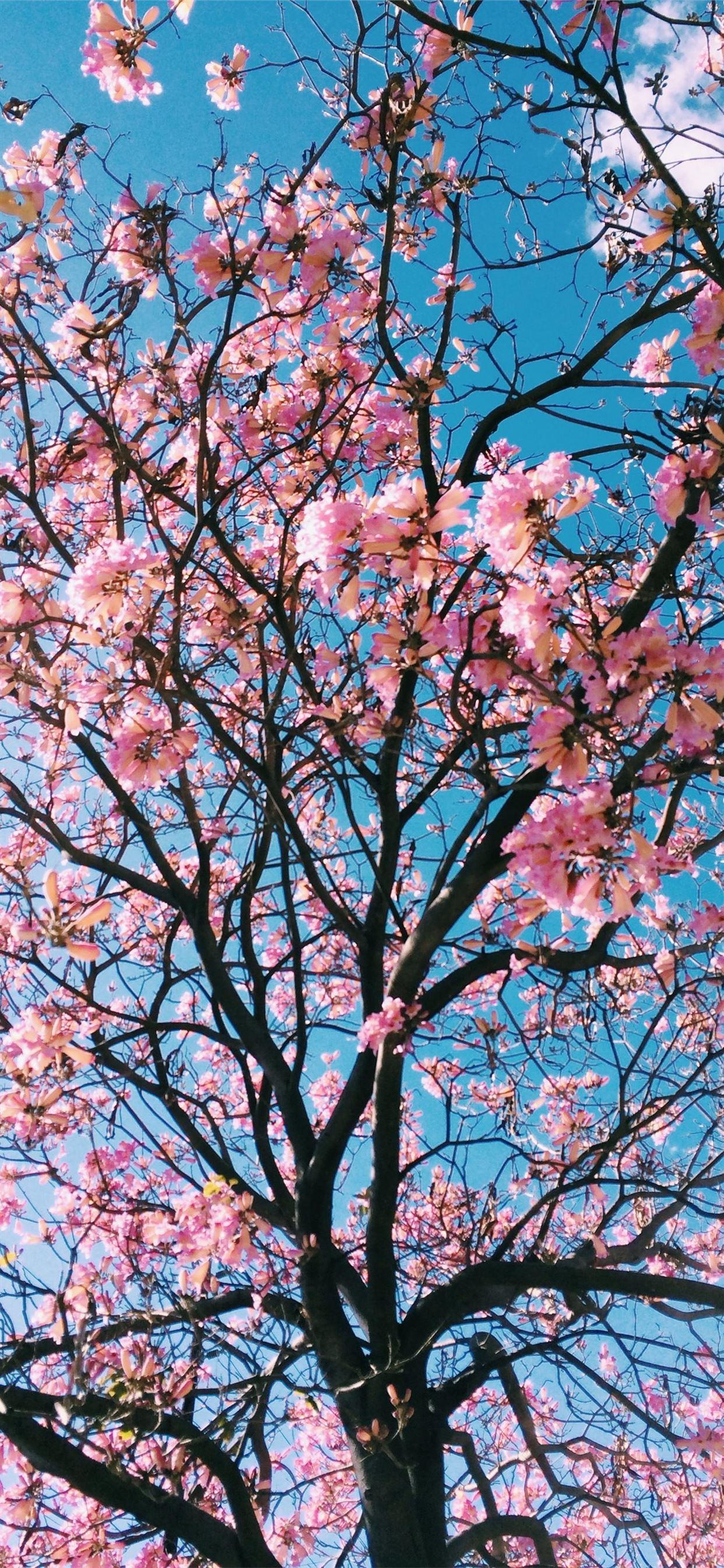 1242x2688 pink petaled flowering tree iPhone 11 Wallpaper Free Download