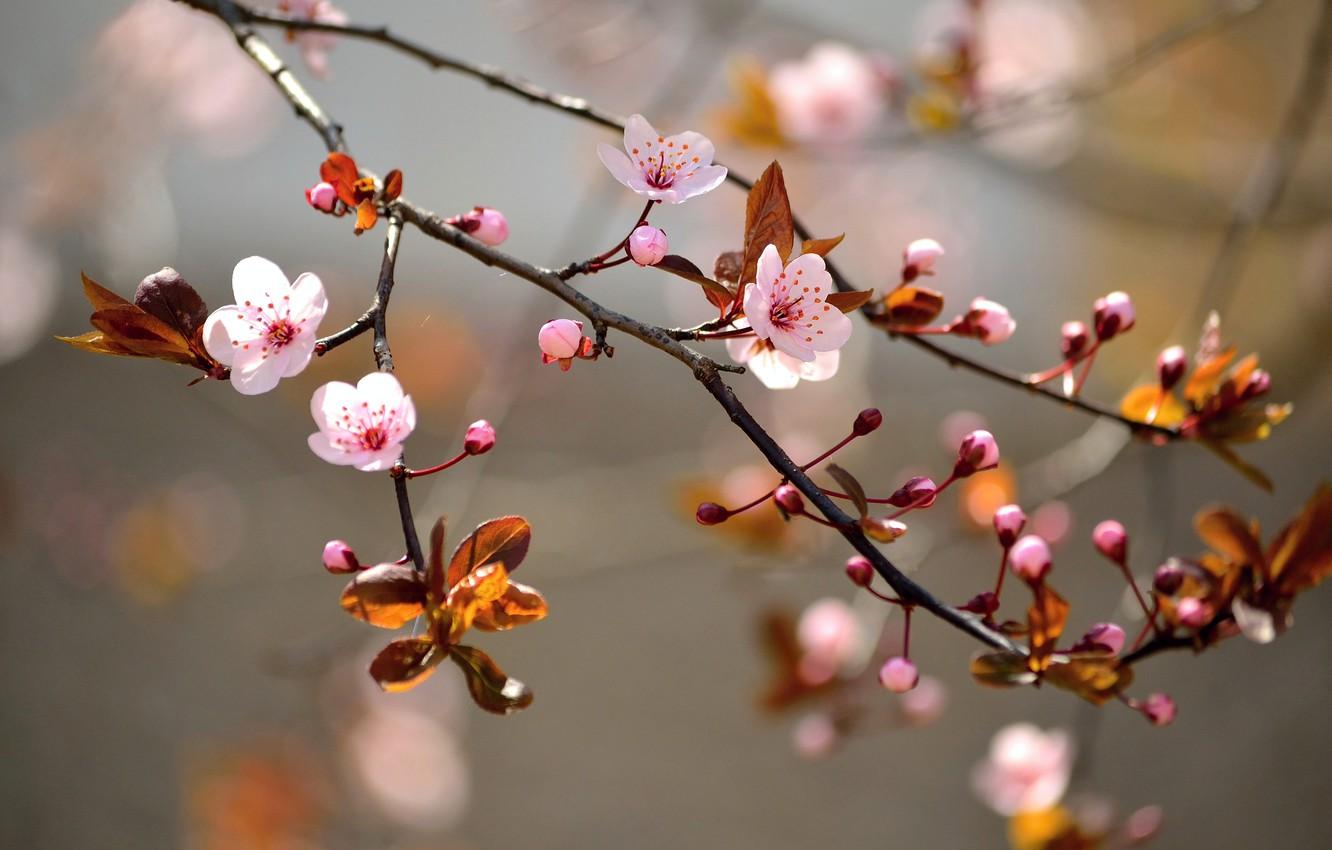 1332x850 Wallpaper trees, branches, flowers, trees, flowers, inflorescence, branches, buds image for desktop, section цветы