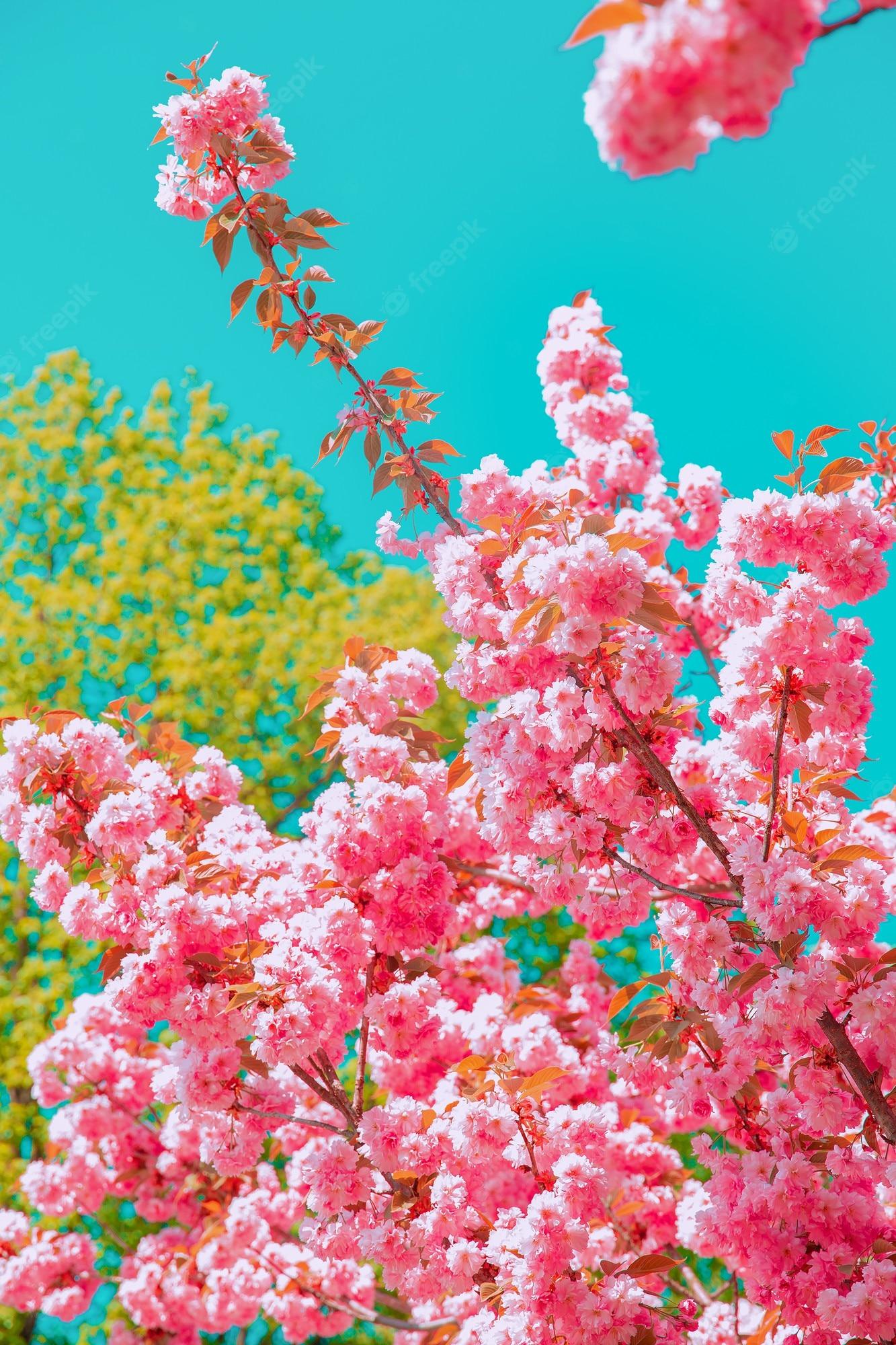 Flowering Trees Wallpapers Top Free Flowering Trees Backgrounds