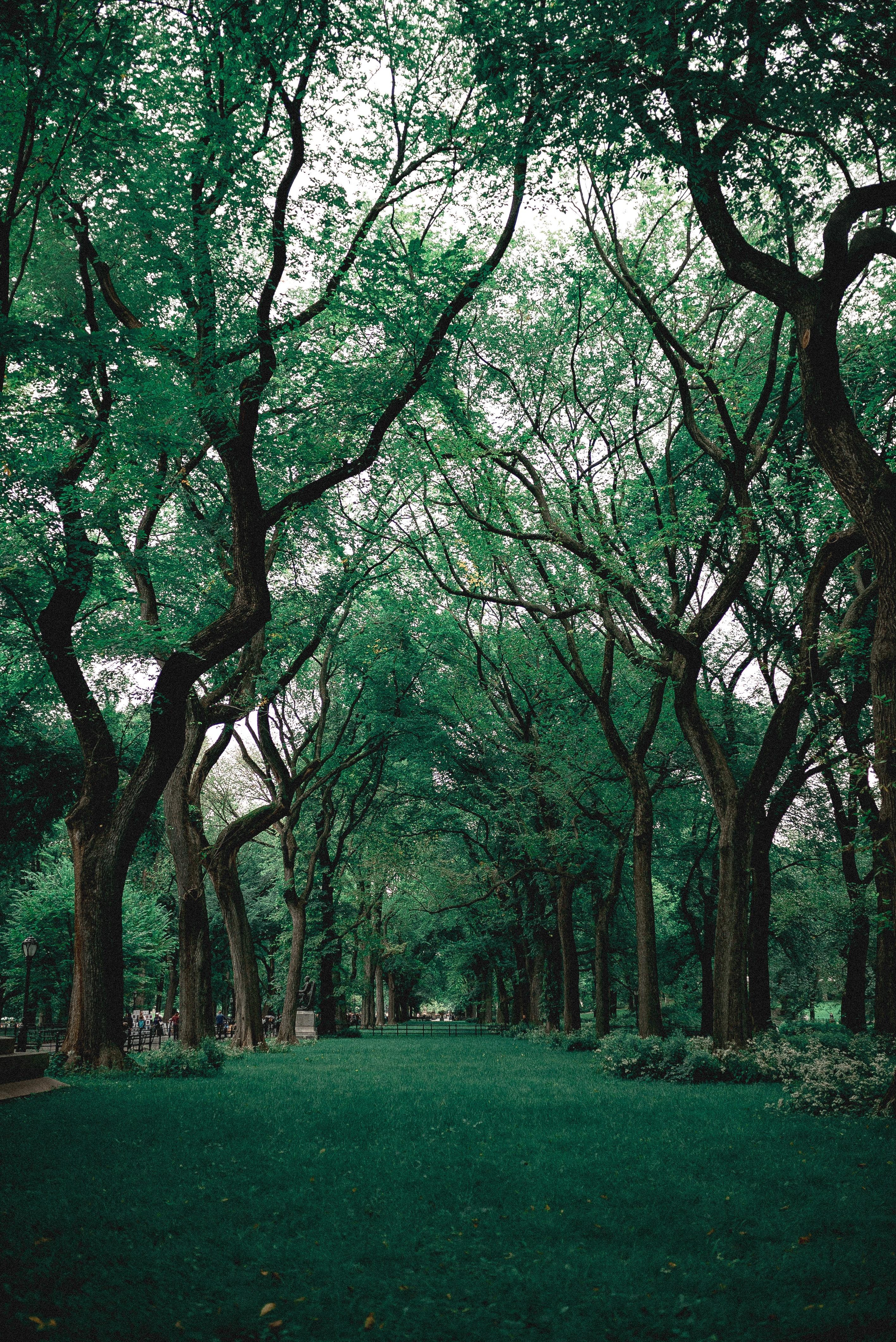 2832x4240 Green Grass Near Trees · Free