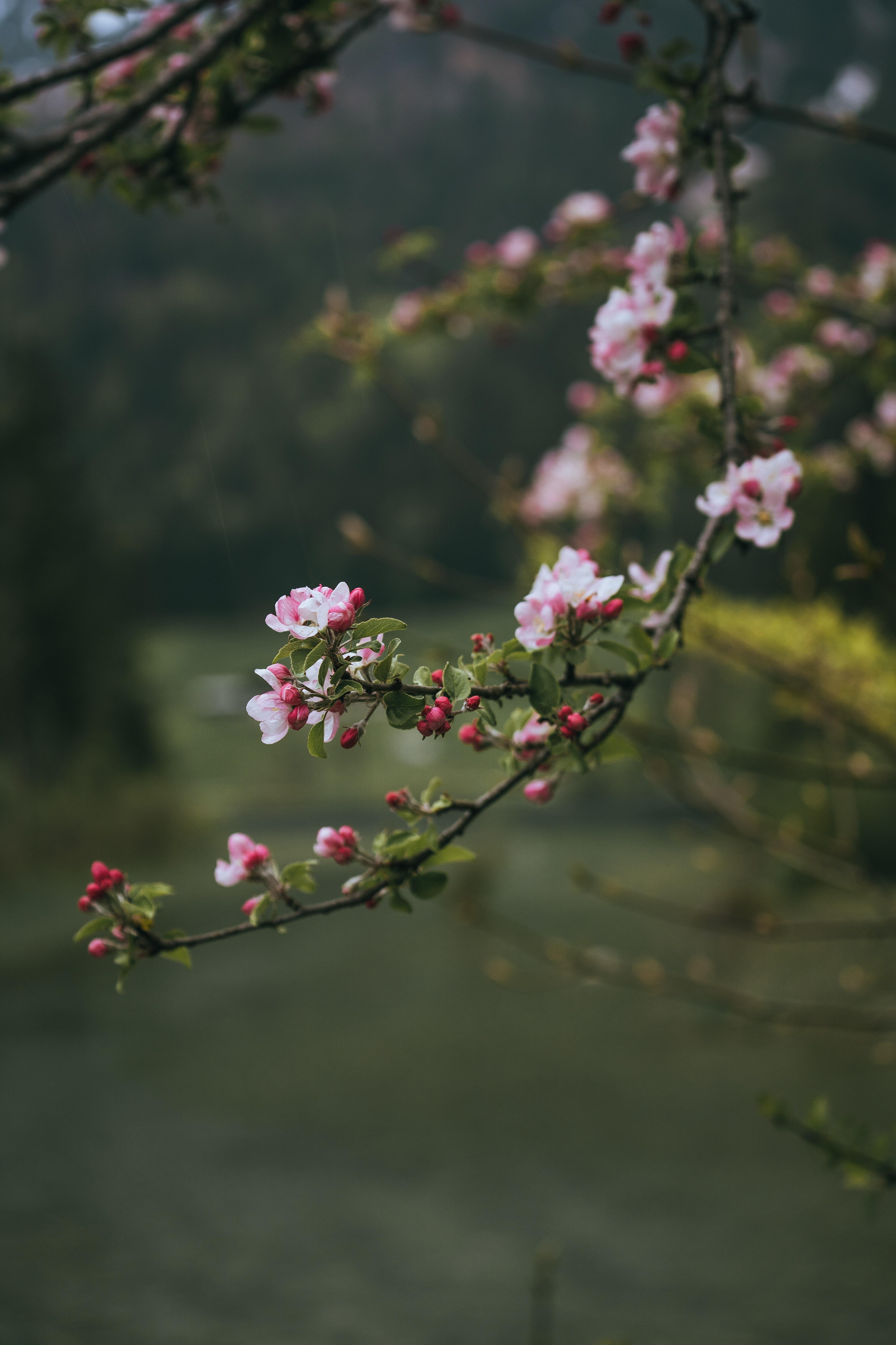 4000x6000 Cherry Blossom Tree Photo, Download Free Cherry Blossom Tree & HD Image