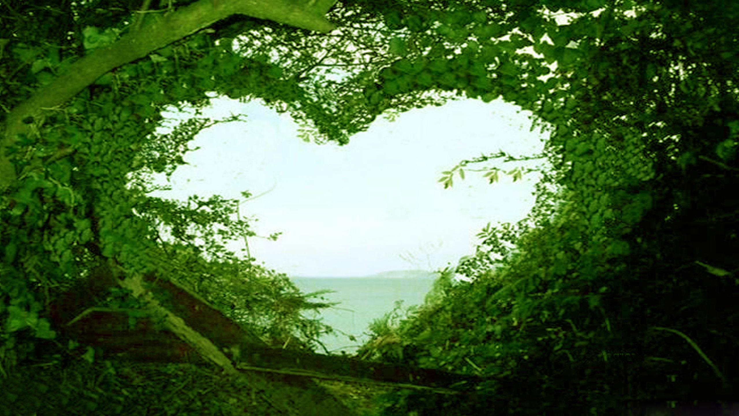 2560x1440 Free Tree Wallpaper For Phone