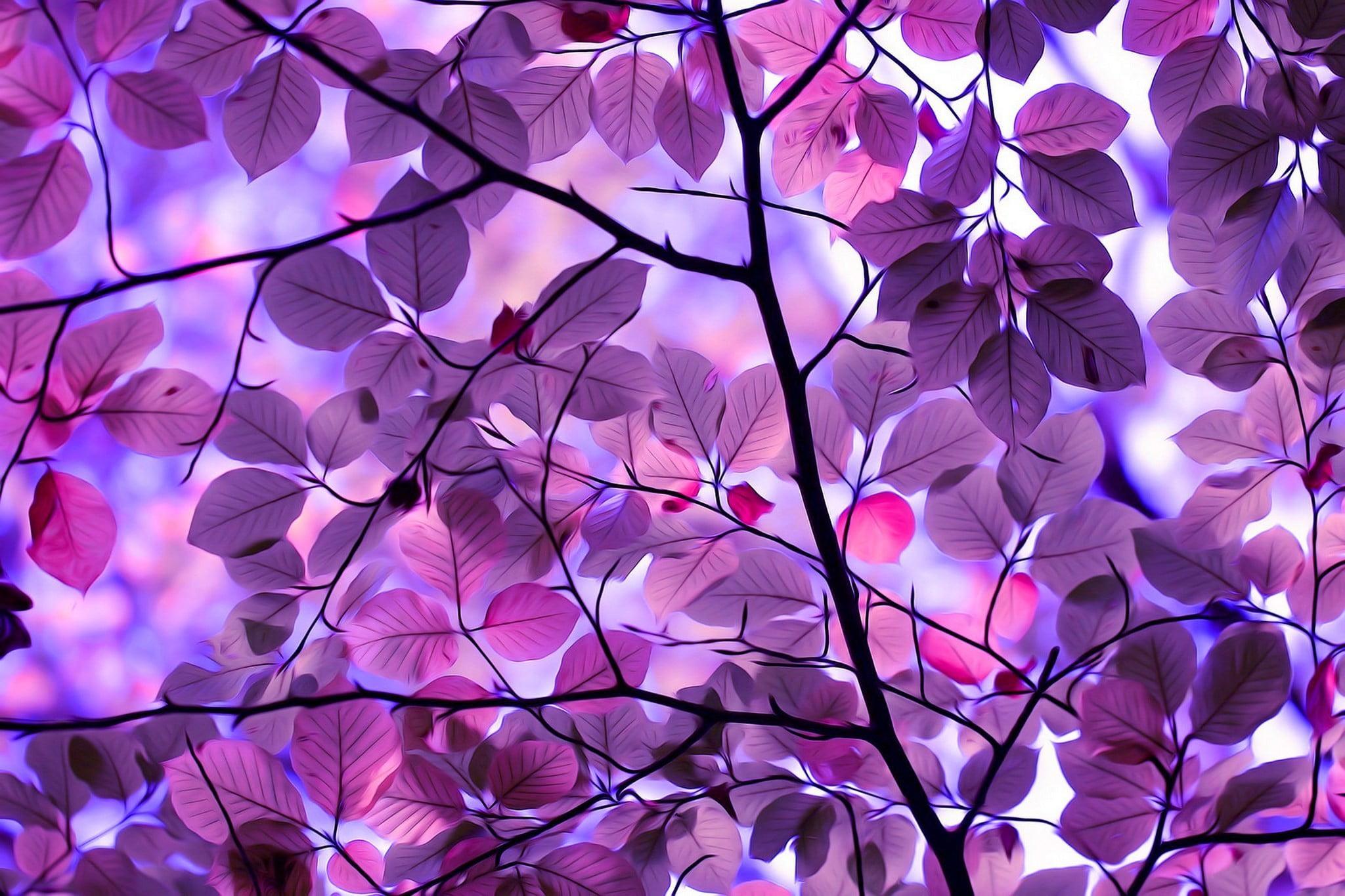 2048x1366 Wallpaper Purple Leafed Tree Illustration, Photo Of Purple Flowering Tree