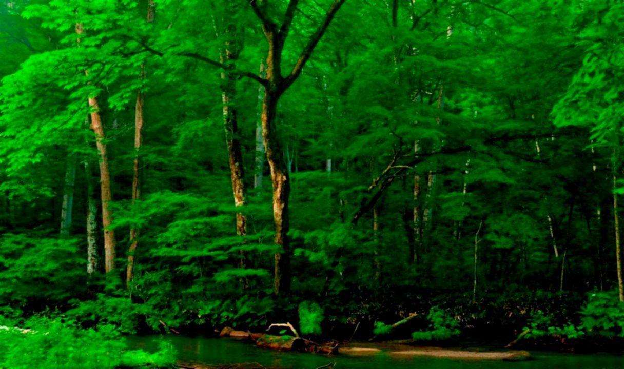 1216x720 Forests Nature Forest Green Trees Wallpaper HD For Tree Wallpaper HD 1080p