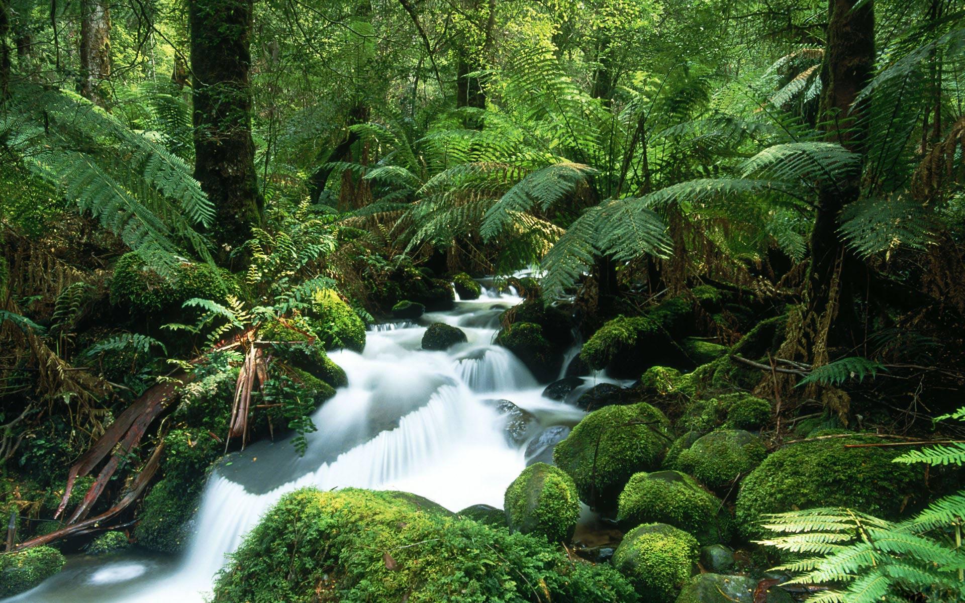 1920x1200 Beautiful Rainforest Wallpaper