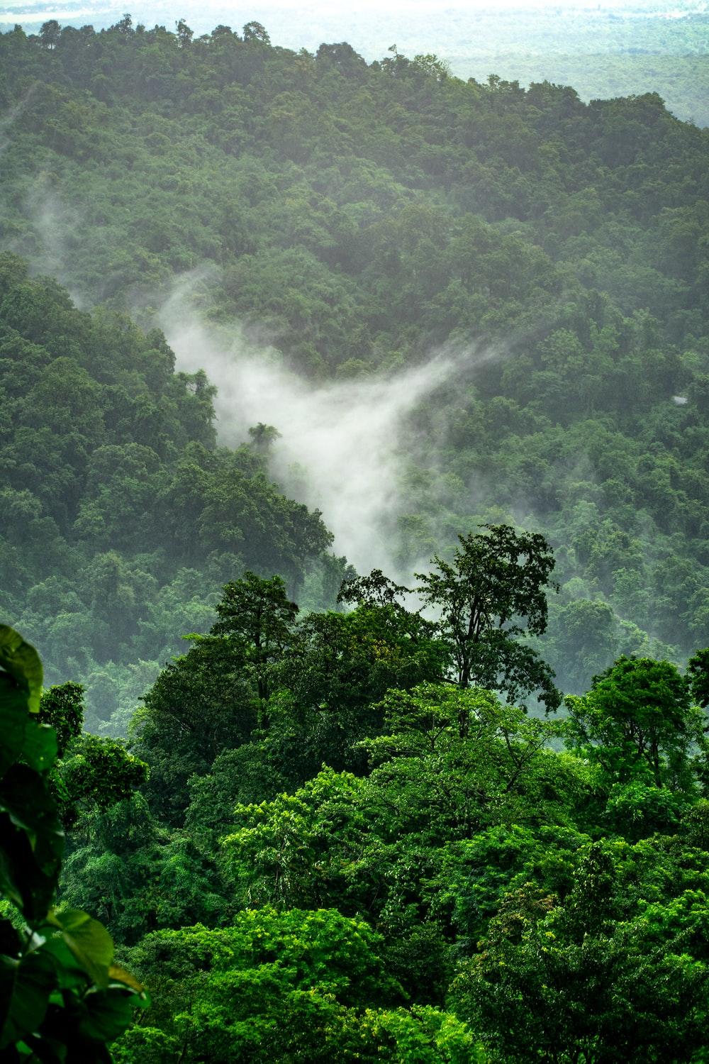 1000x1500 Stunning Rainforest Picture [HD]. Download Free Image