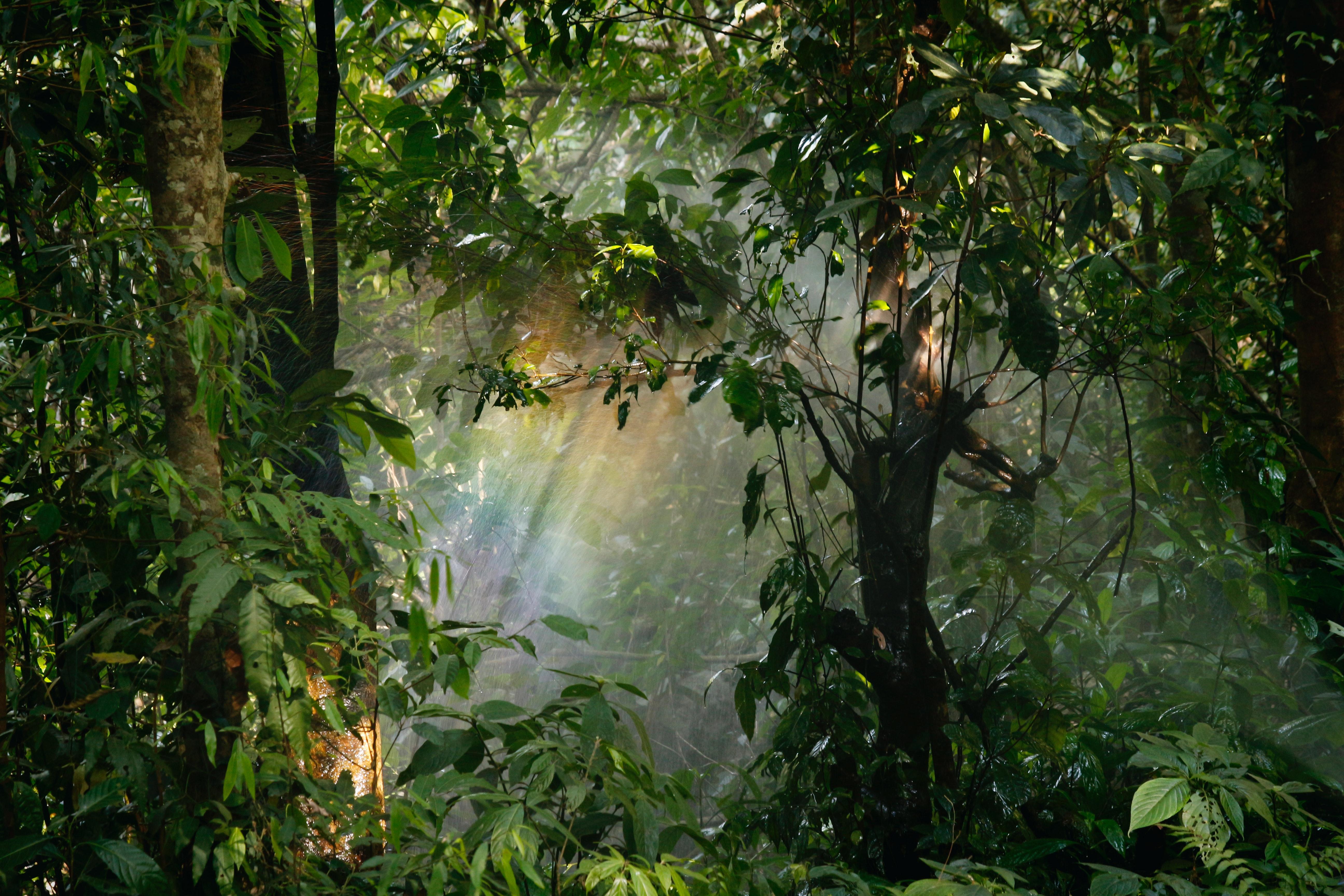 5184x3456 Rain Forest Photo, Download Free Rain Forest & HD Image