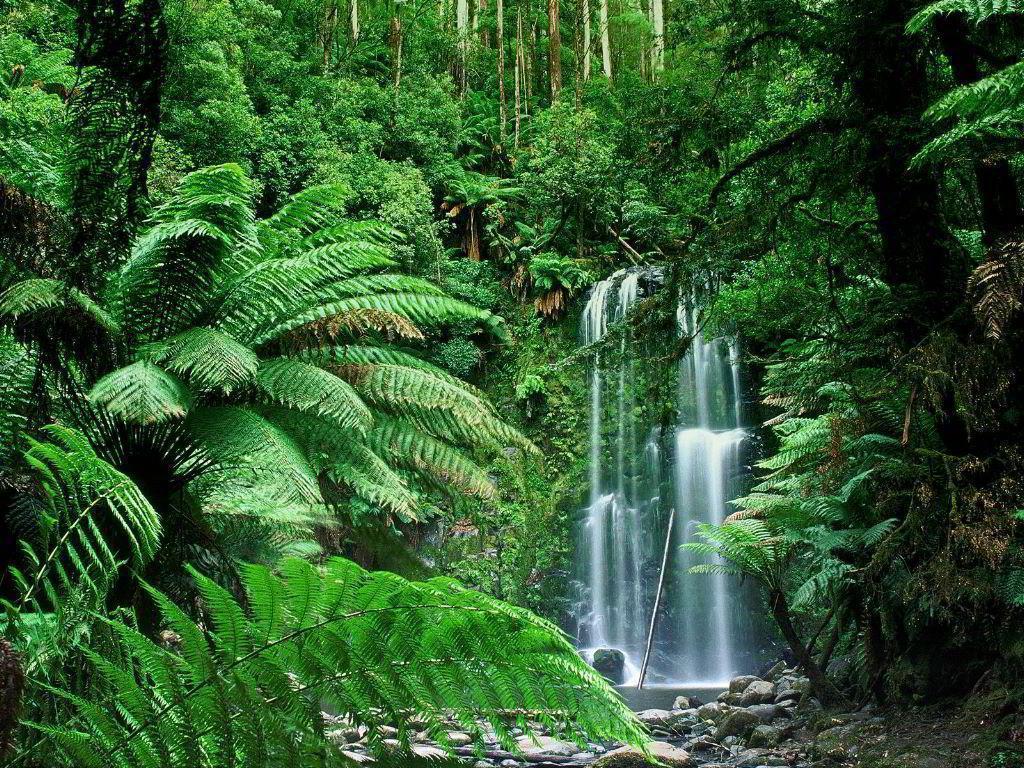 1024x768 Tropical Rainforest Wallpaper